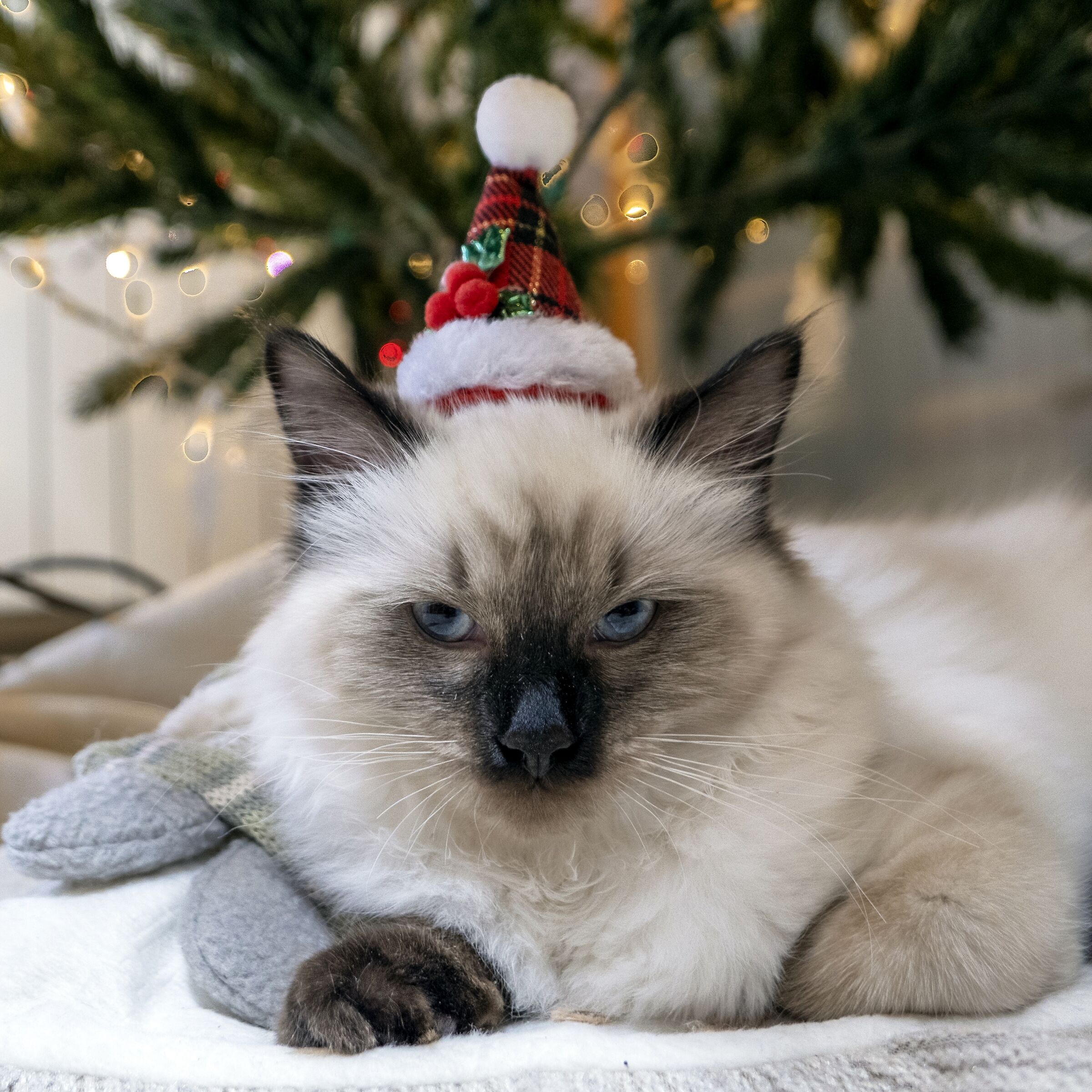 Non ne posso più di tutte 'ste foto!!!