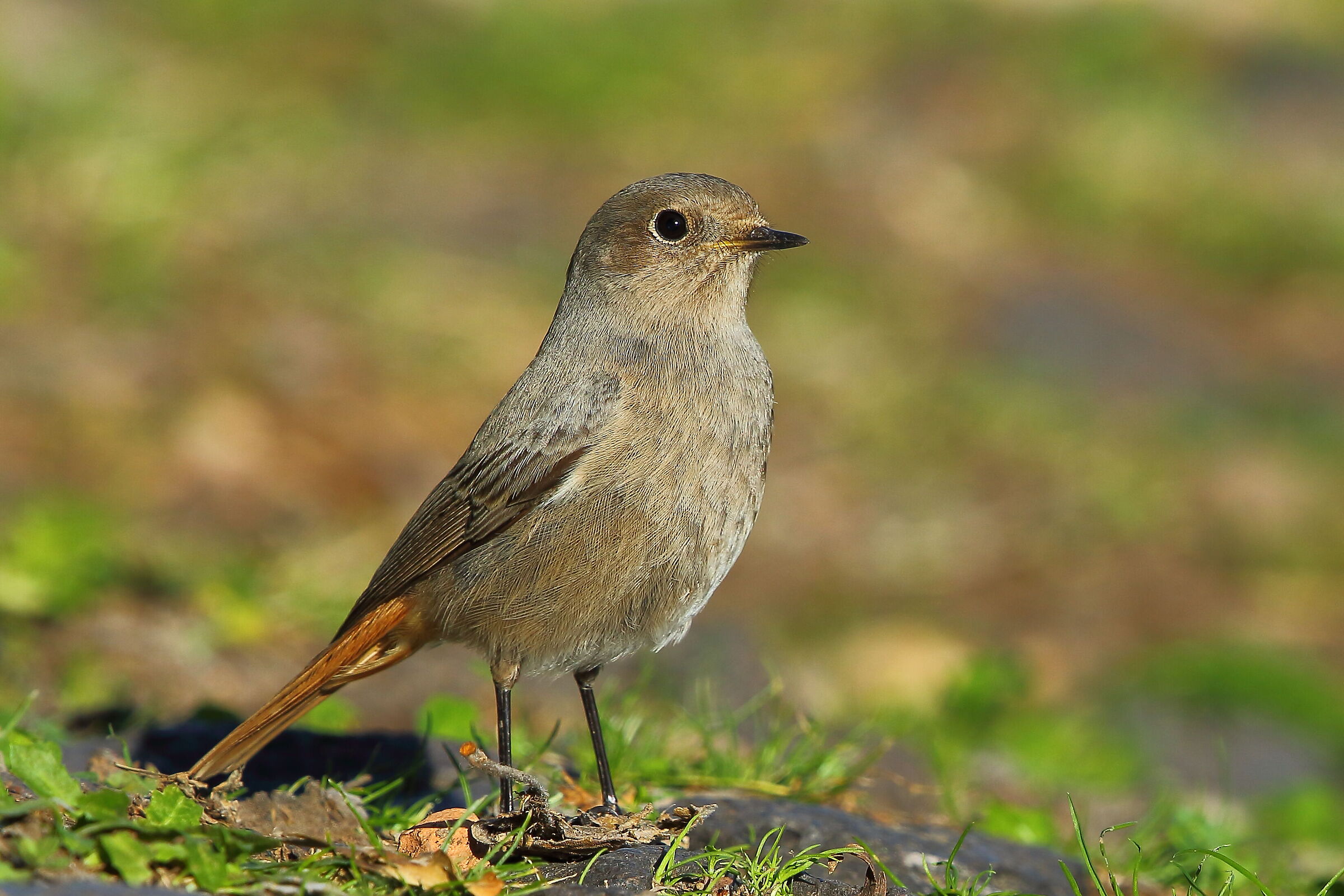 Coirosso fireplace sweep