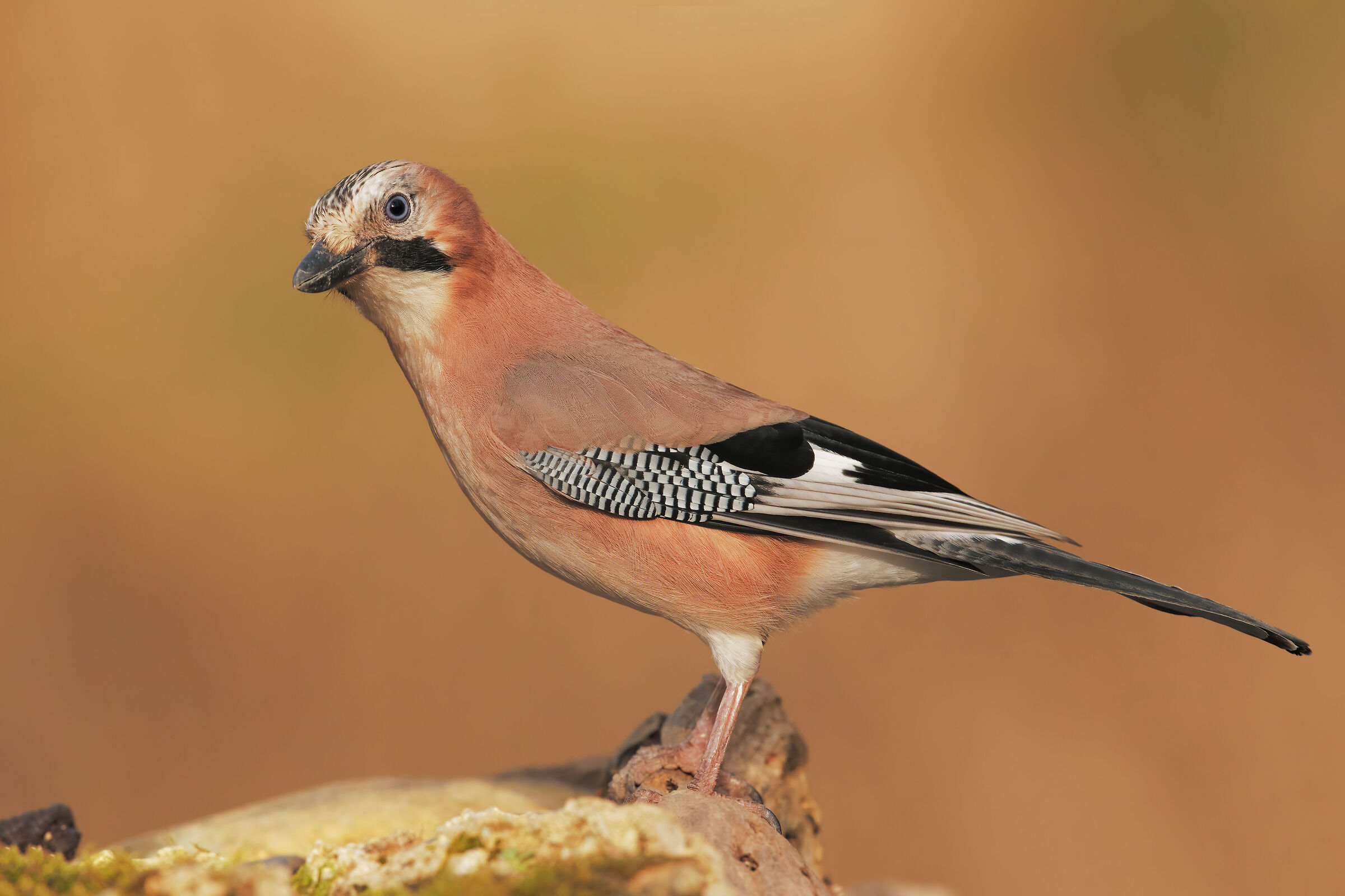 Jay
