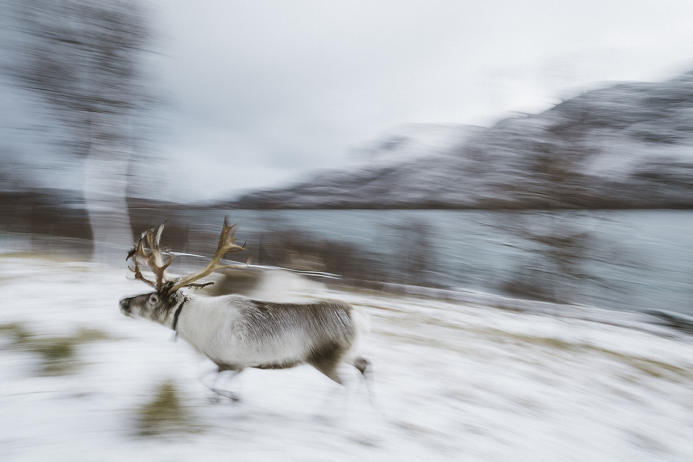 Reindeer on the move