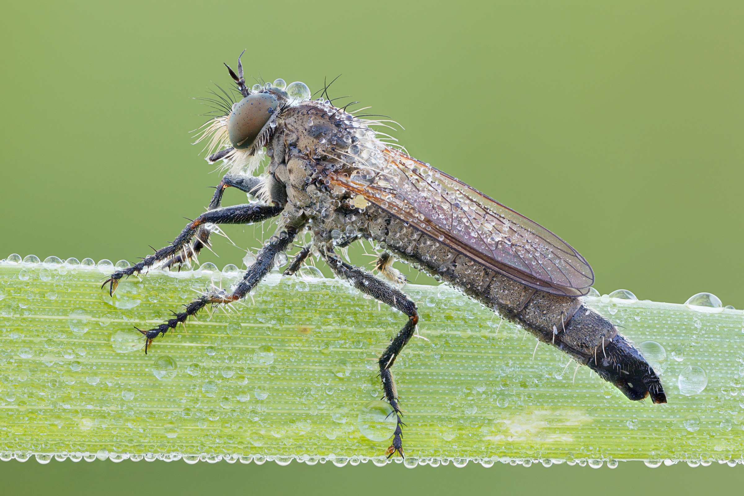 Rapinatore al mattino