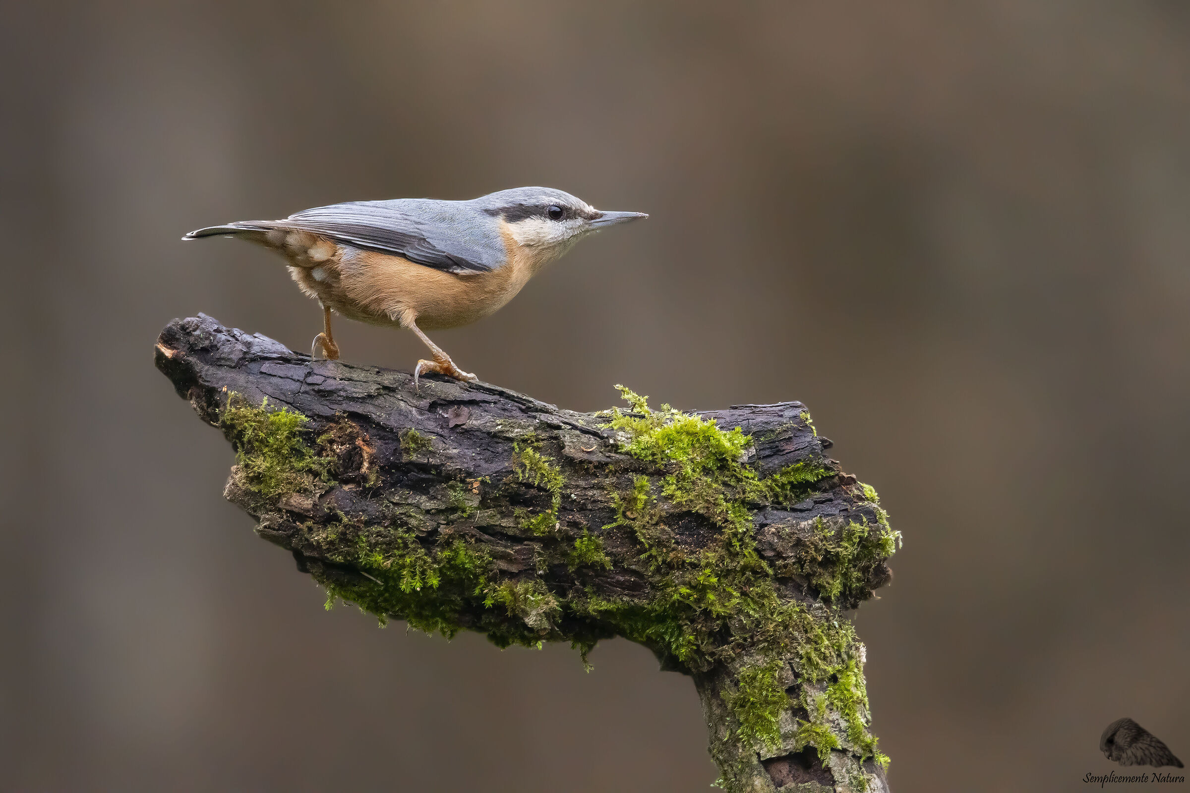 Woodpecker Mason (Sitta europaea)
