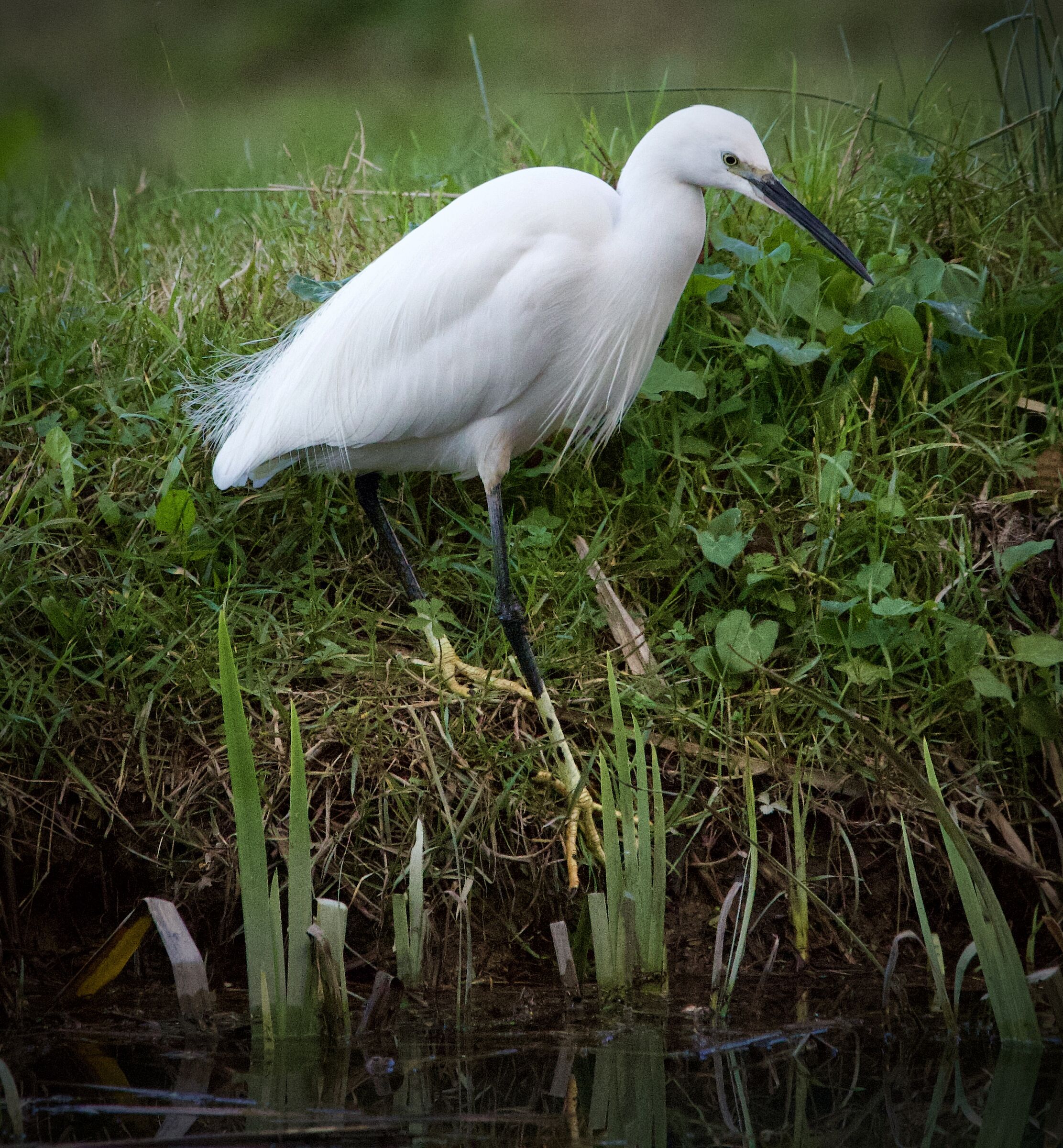 Egret