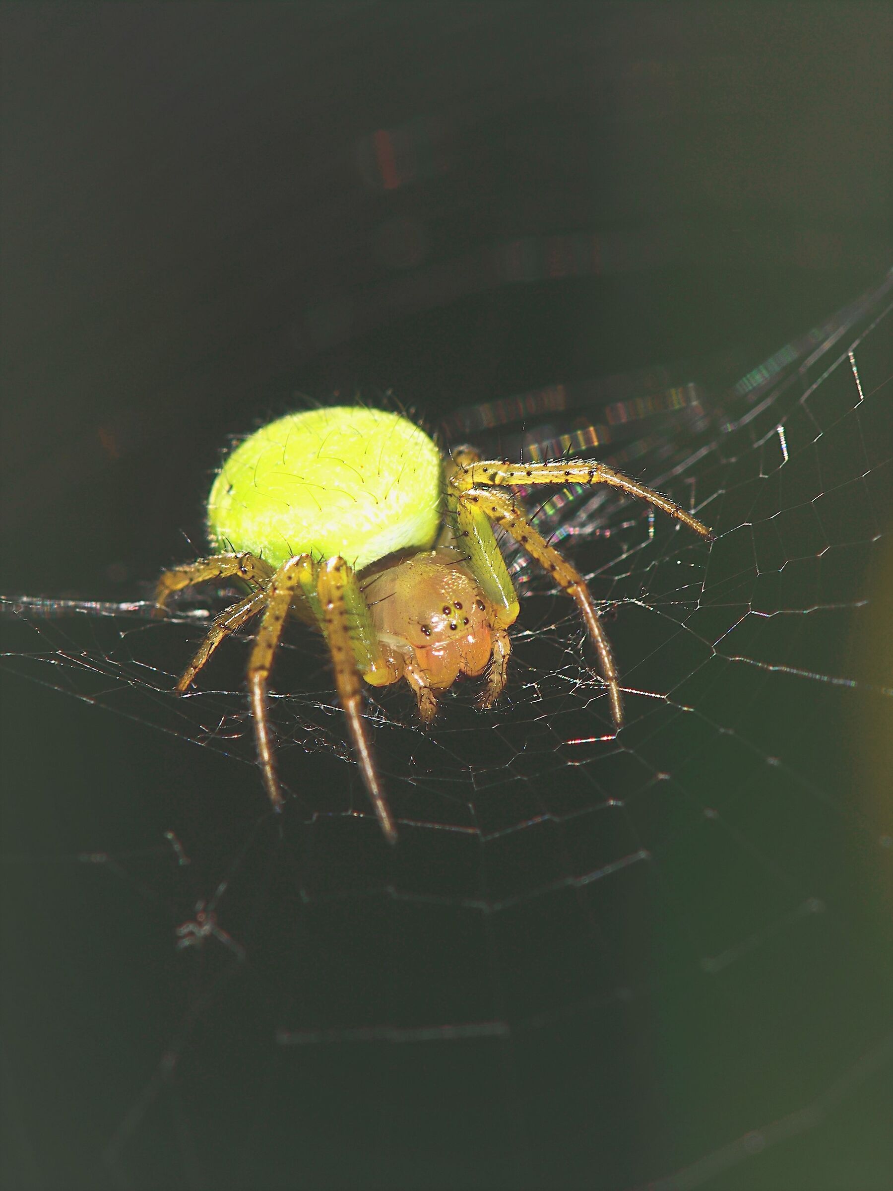arianella sp.