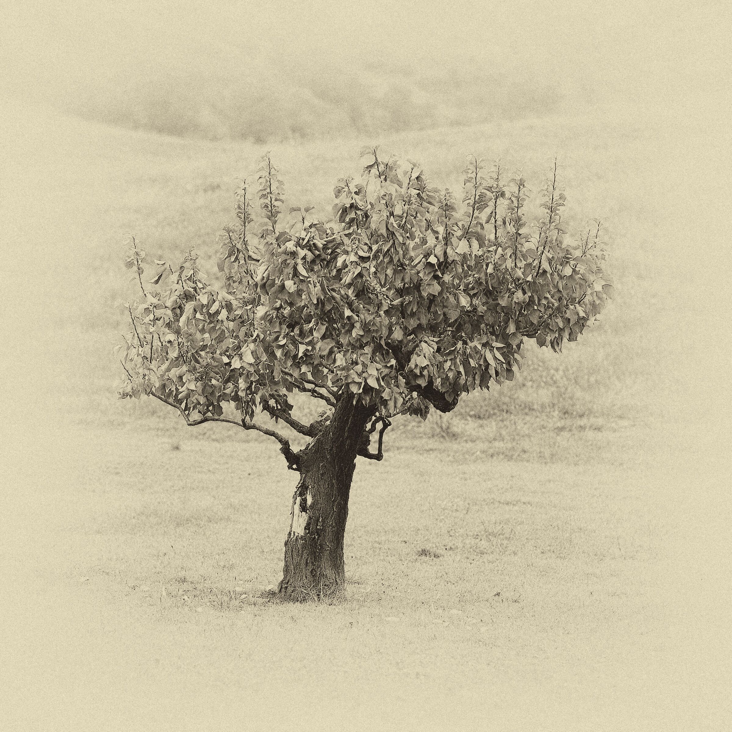 19/10/2020 - Albero solitario.