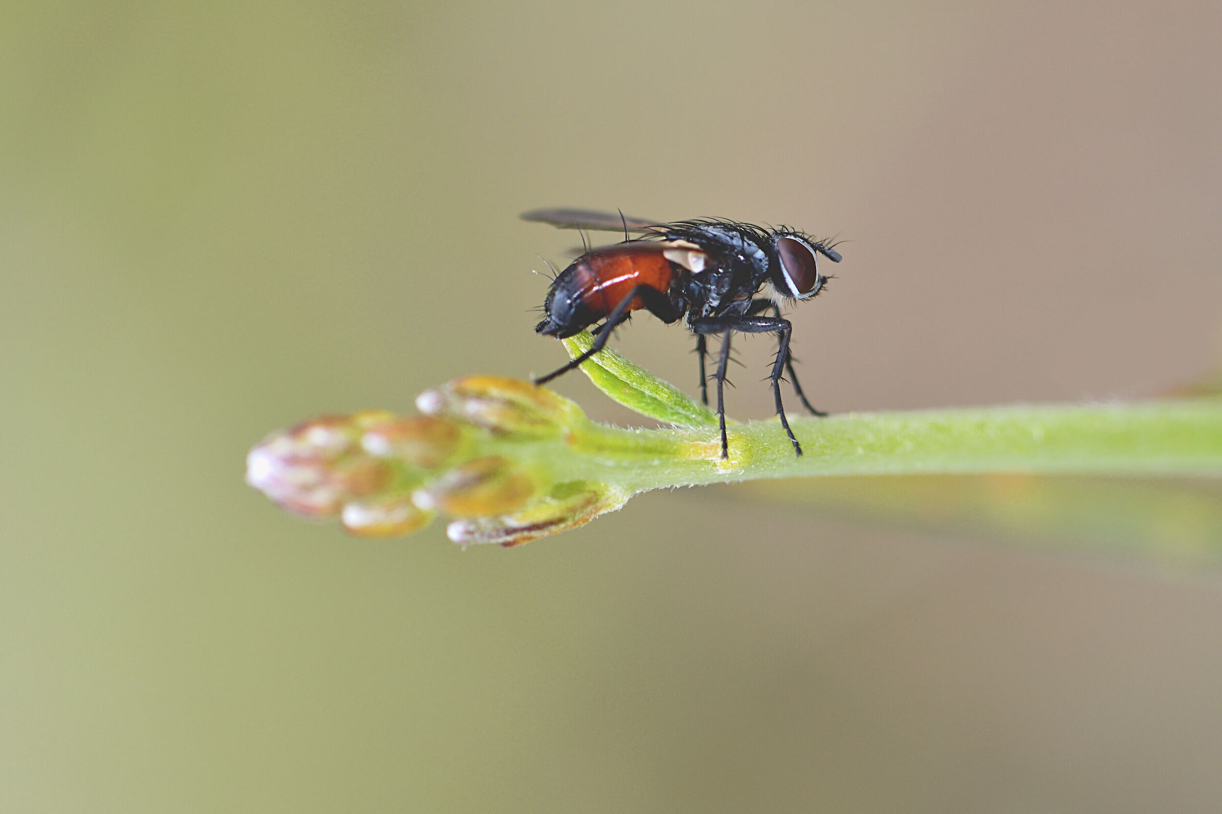 cylindromia