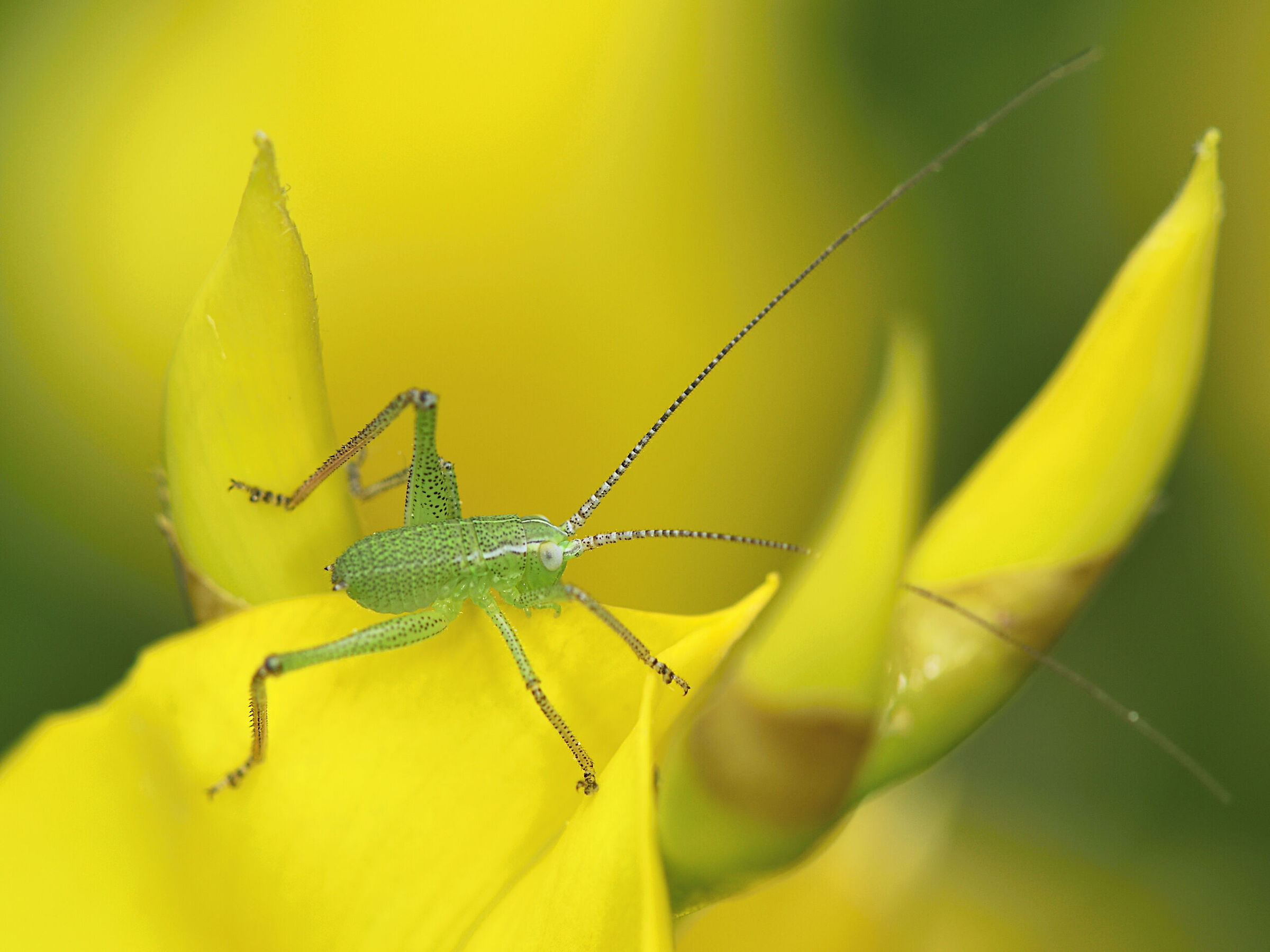 leptophydes puntactissima