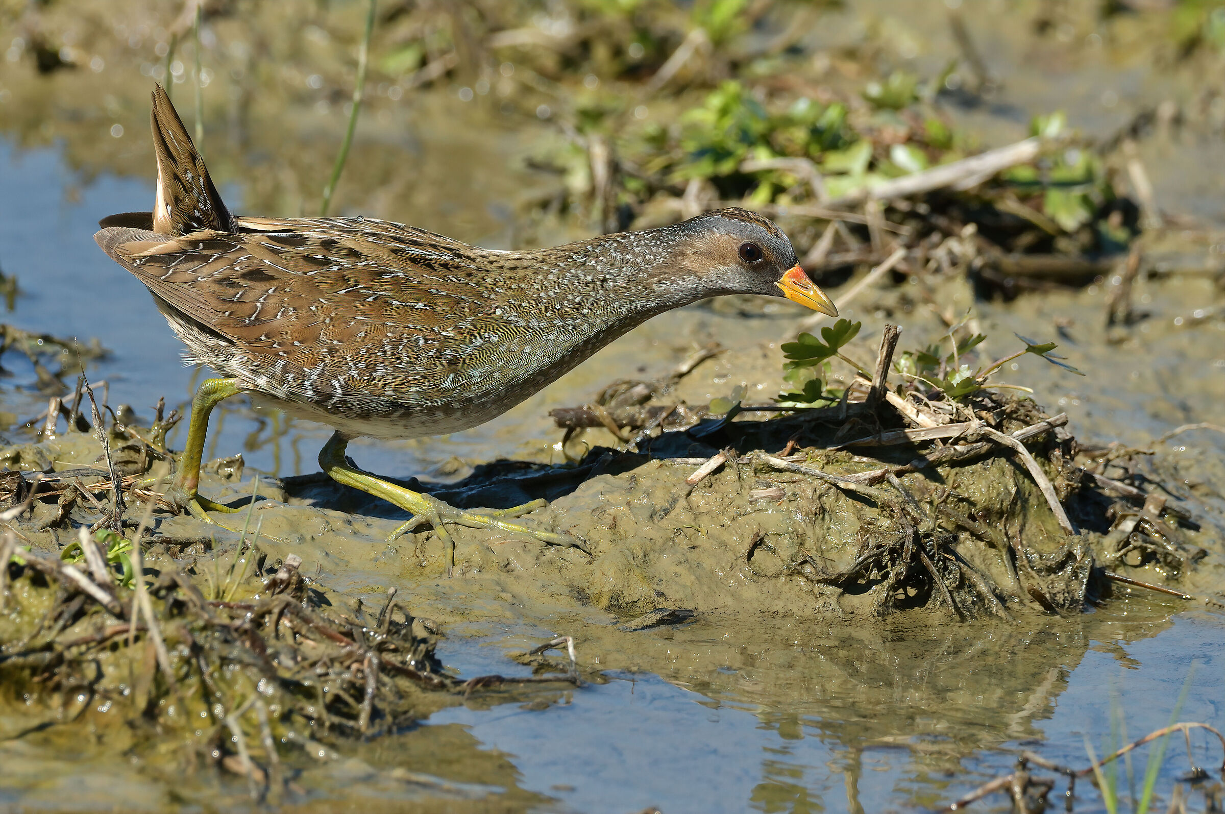 voltolino - Wikipedia