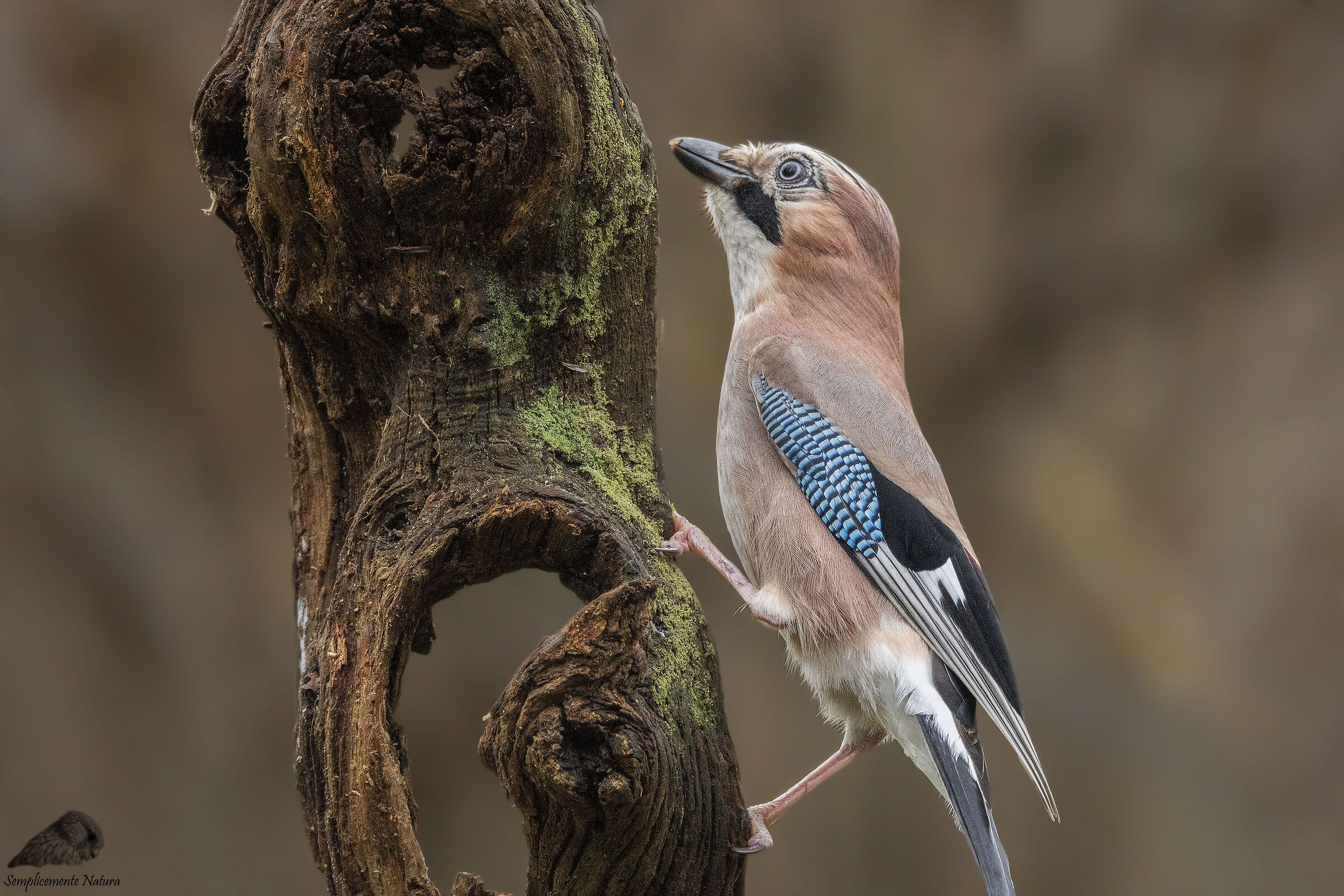 Jay (Garrulus glandarius)
