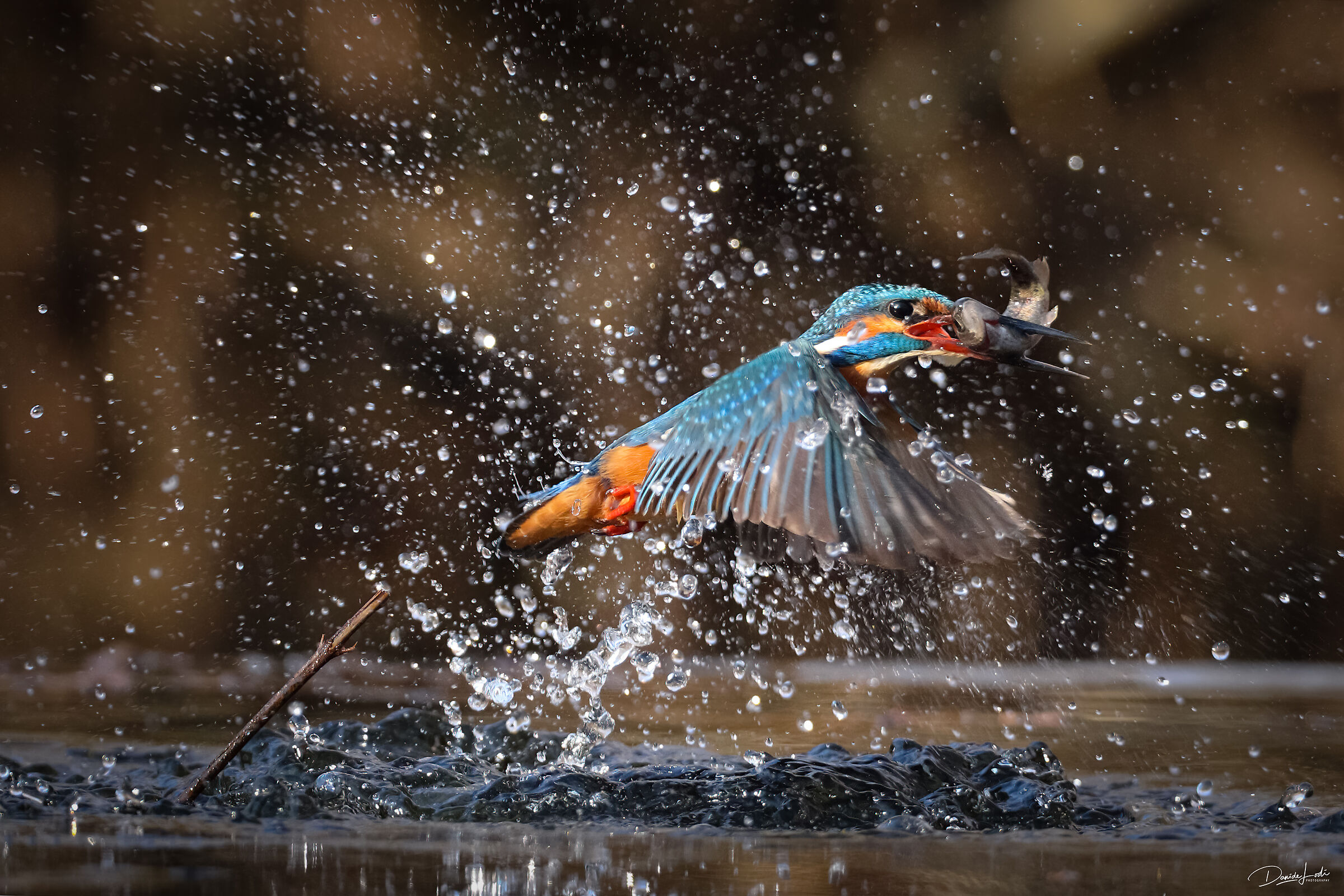 Kingfisher