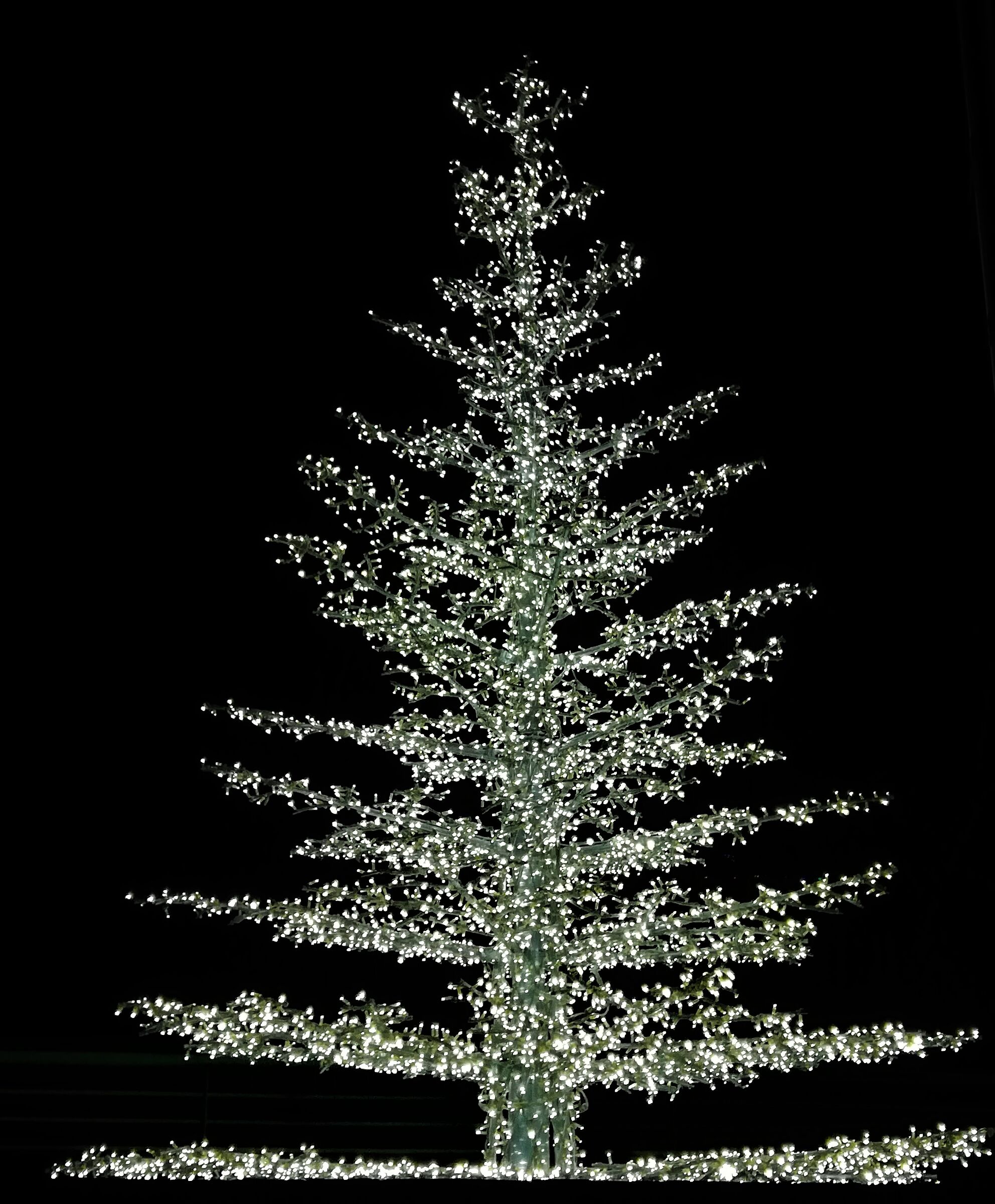 albero illuminato