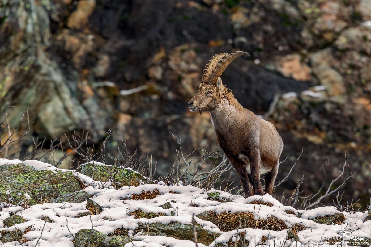 Stambecco nel suo ambiente