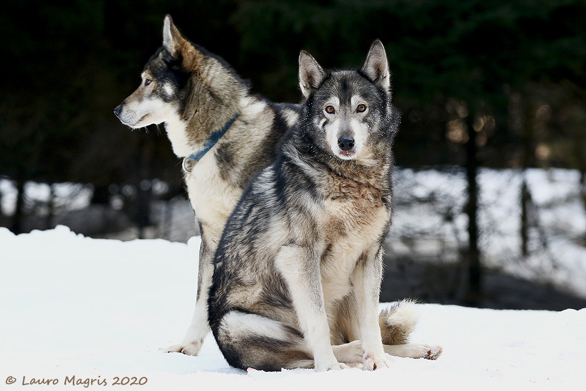 In attesa del Musher