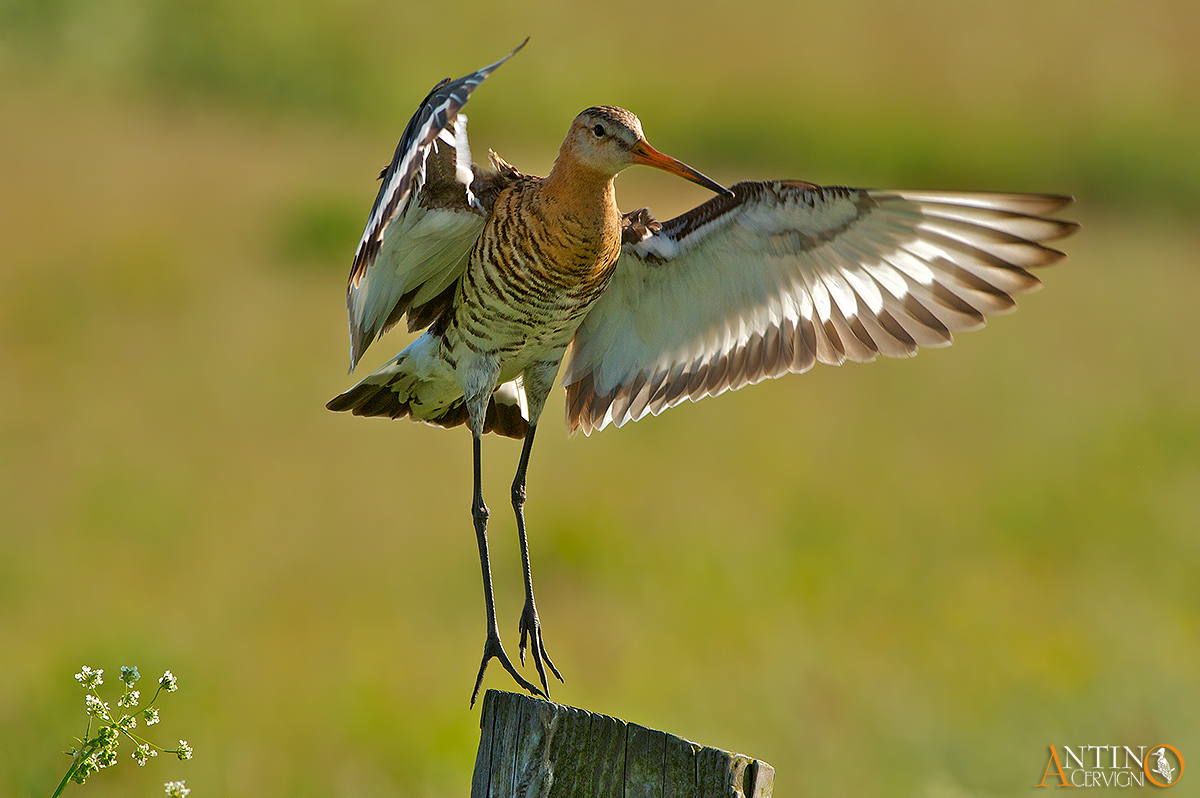 Black-tailed Godwit