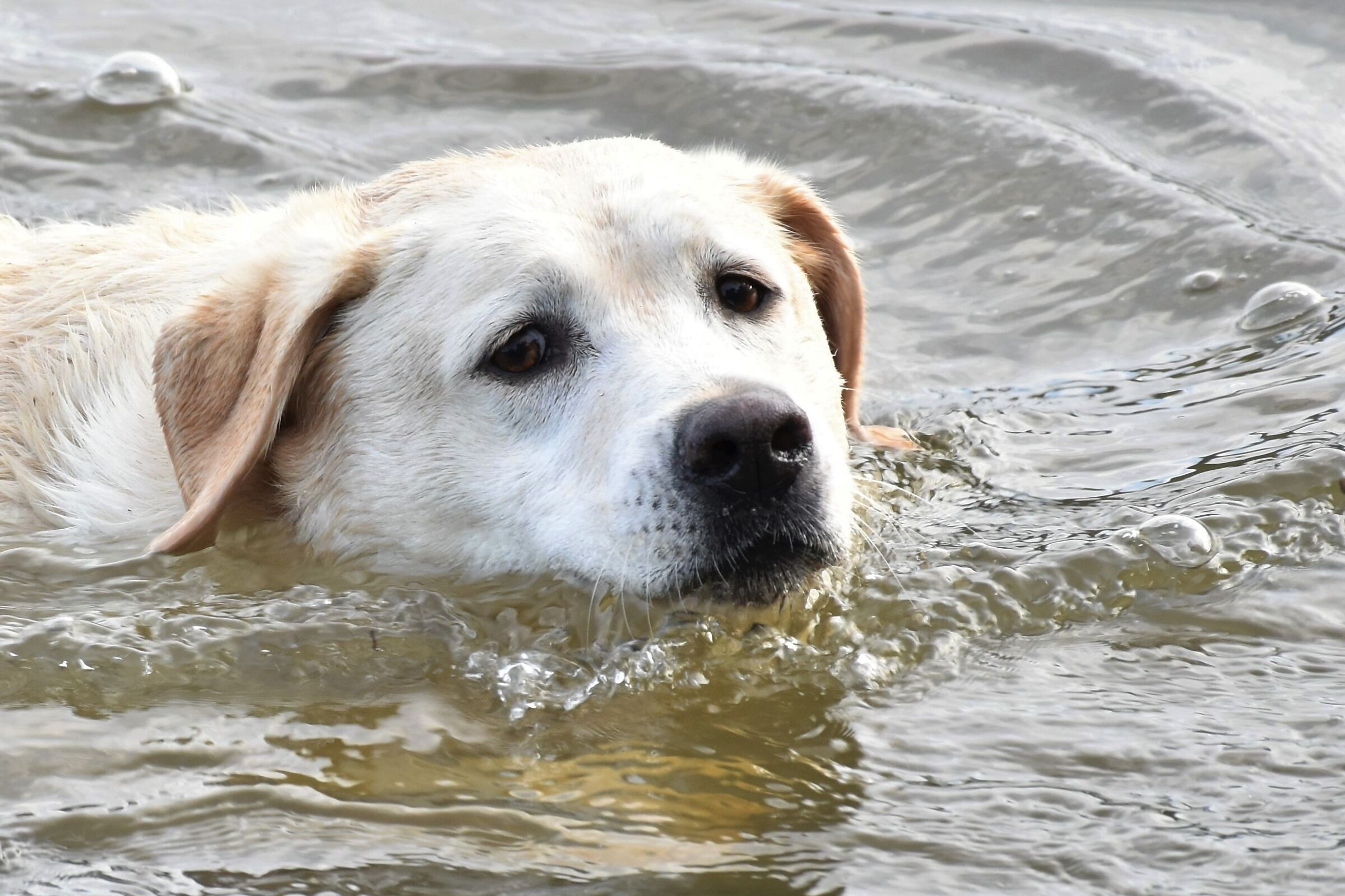 " Lealta' nei suoi occhi"