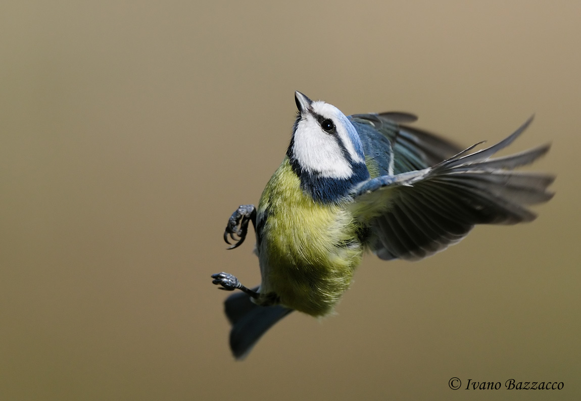 Blue Tit