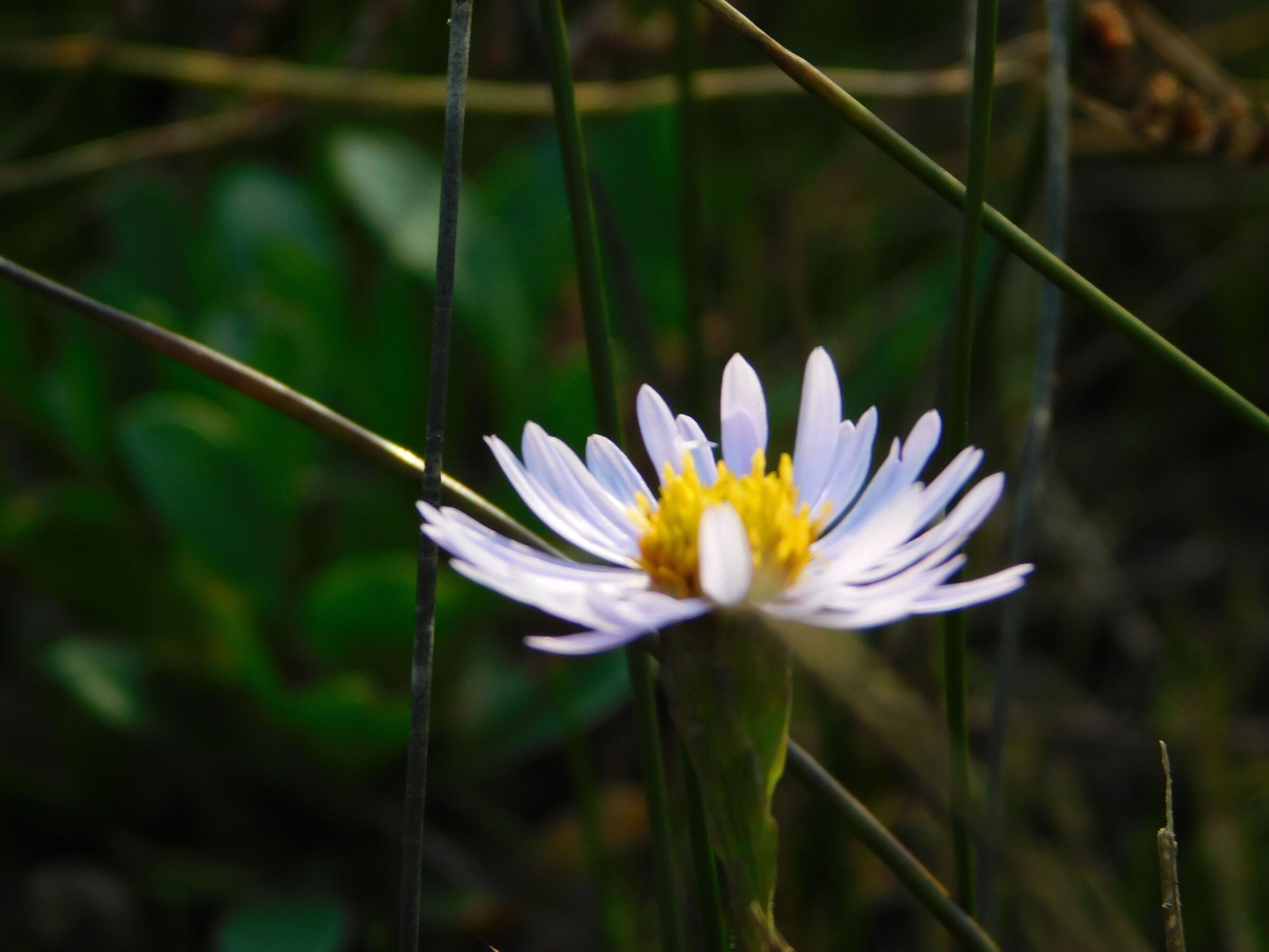 Margherita lilla a Lio Piccolo 2