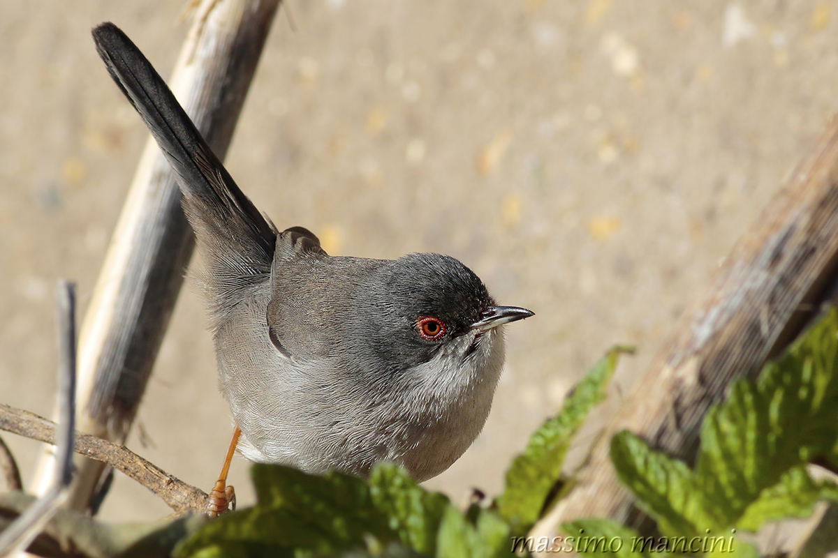 Occhiocotto F( Sylvia melamocephala)