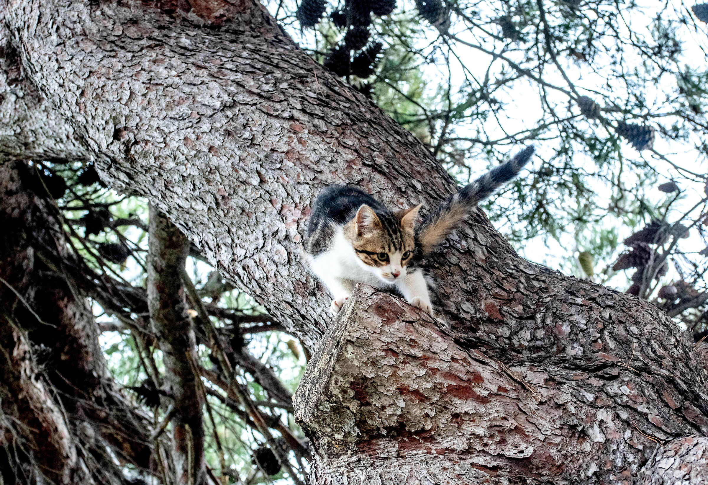 Diamantino "Vieni a prendermi"