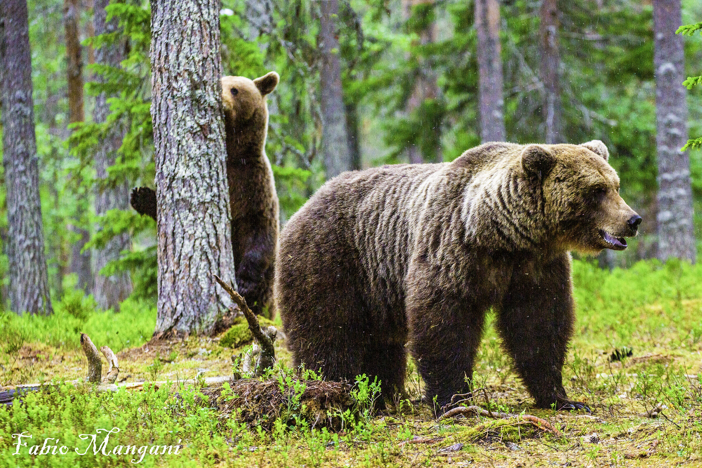 Orso finlandese