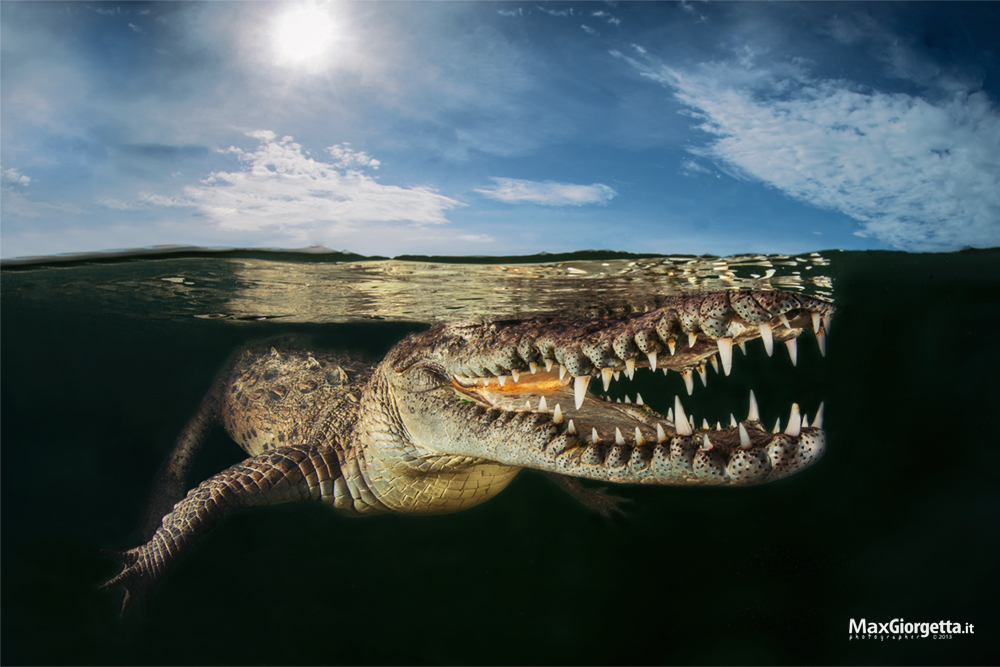 Crocodille mirror