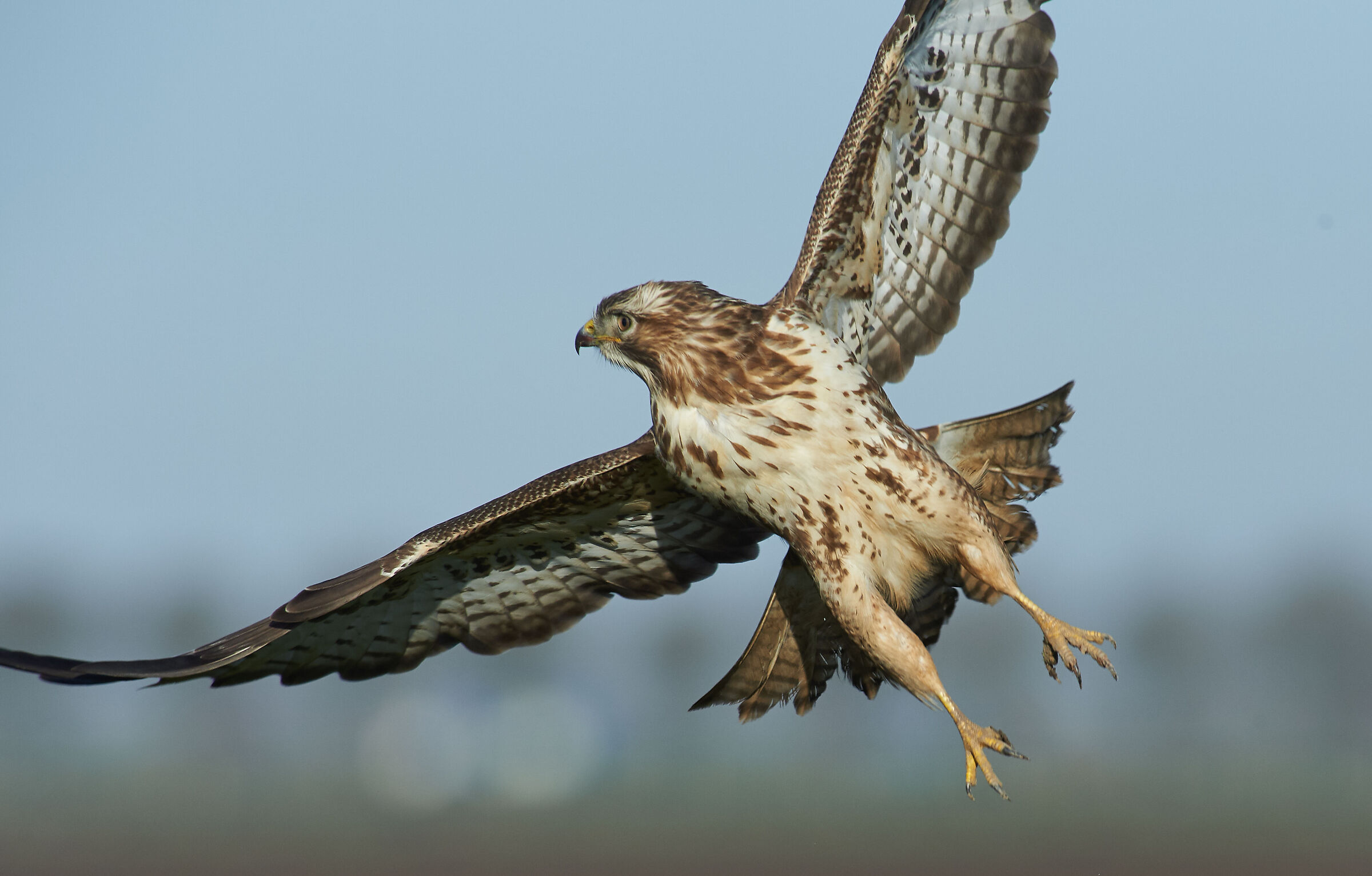 Poiana comune europea (Buteo buteo) molto vicina