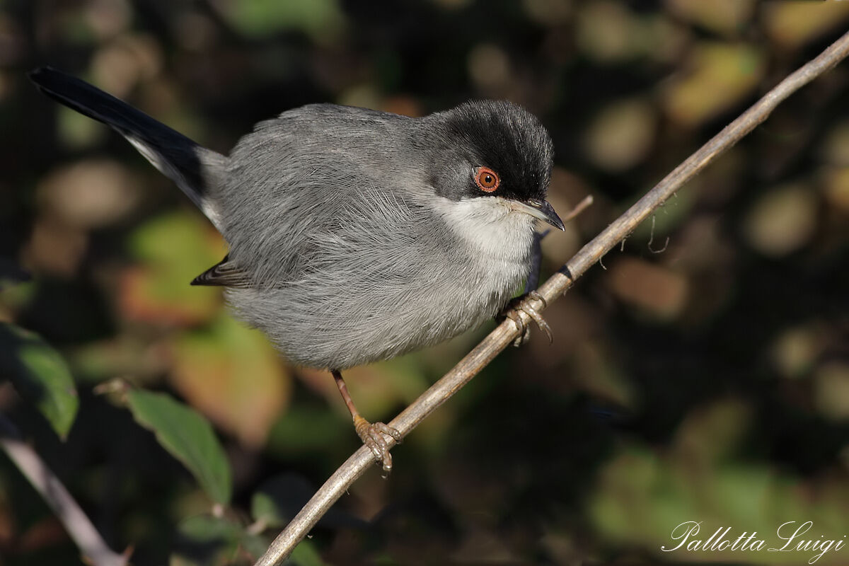 Occhiocotto (Sylvia melanocephala)