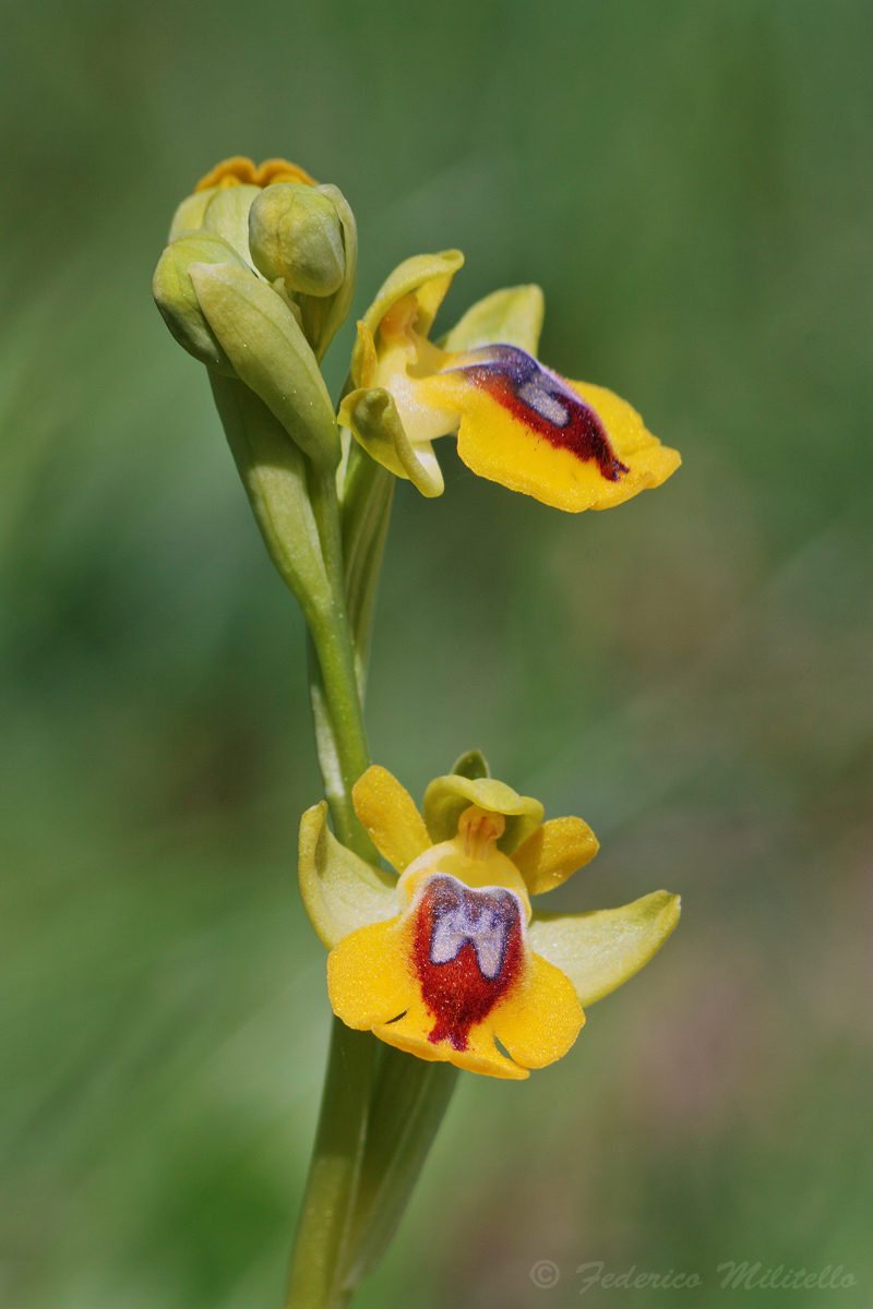 Yellow Ophrys - Ophrys lutea Cavanilles