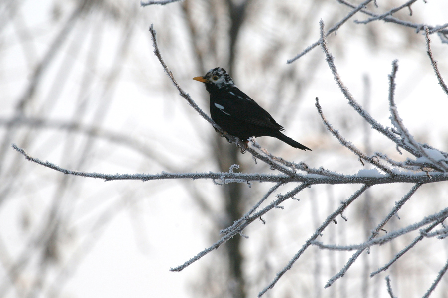 Merlo partially leucistico