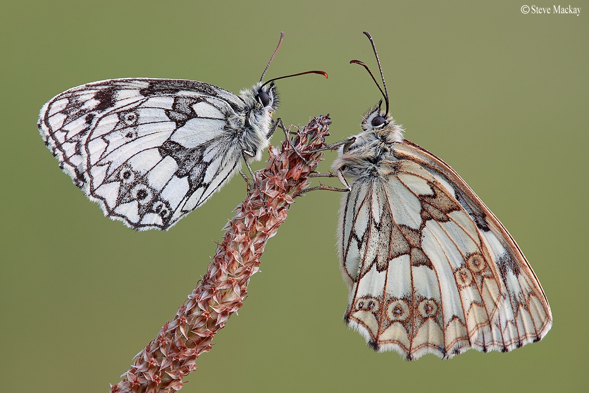 Bianchi Marbled (Maschio e Femmina)