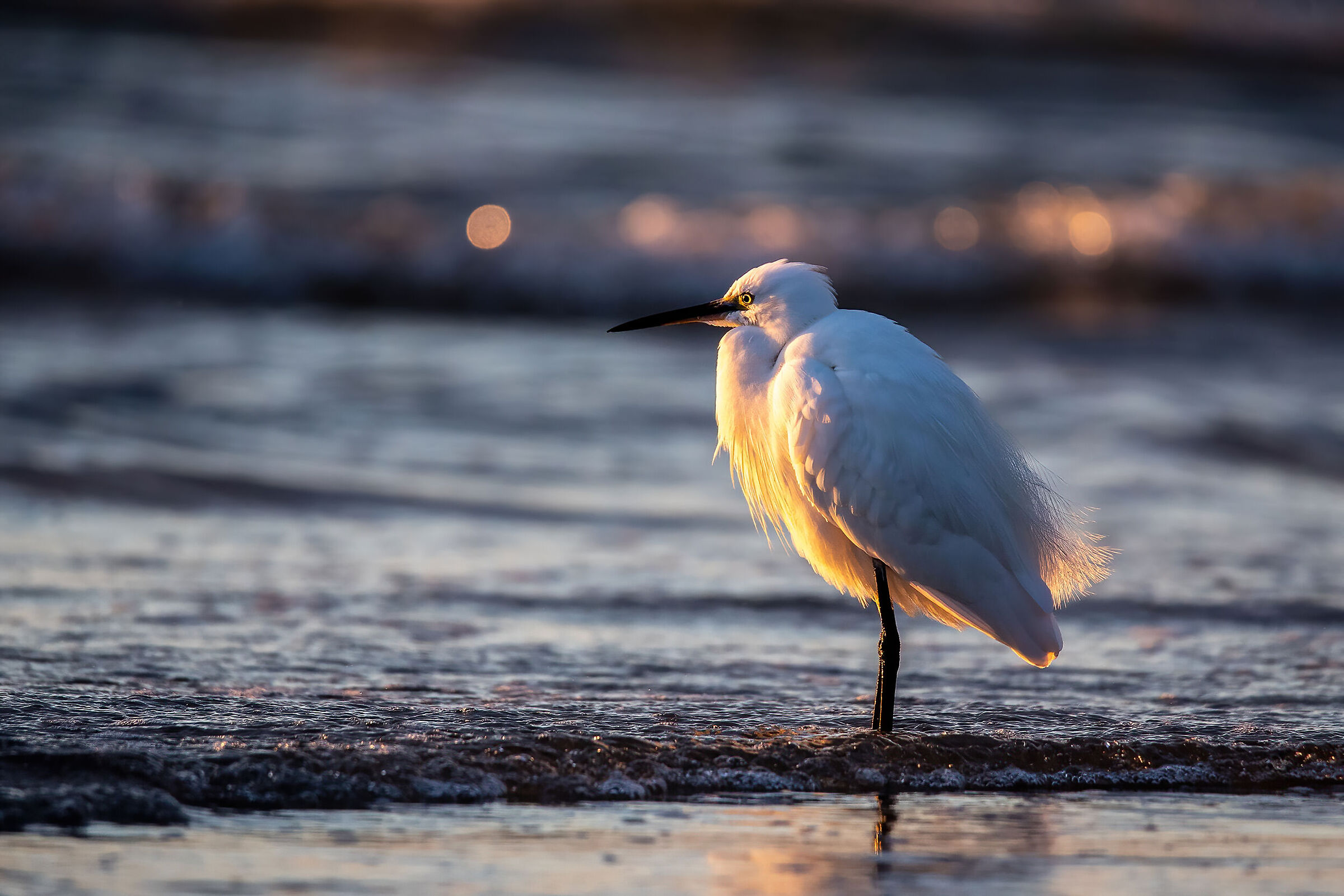 Egret egret
