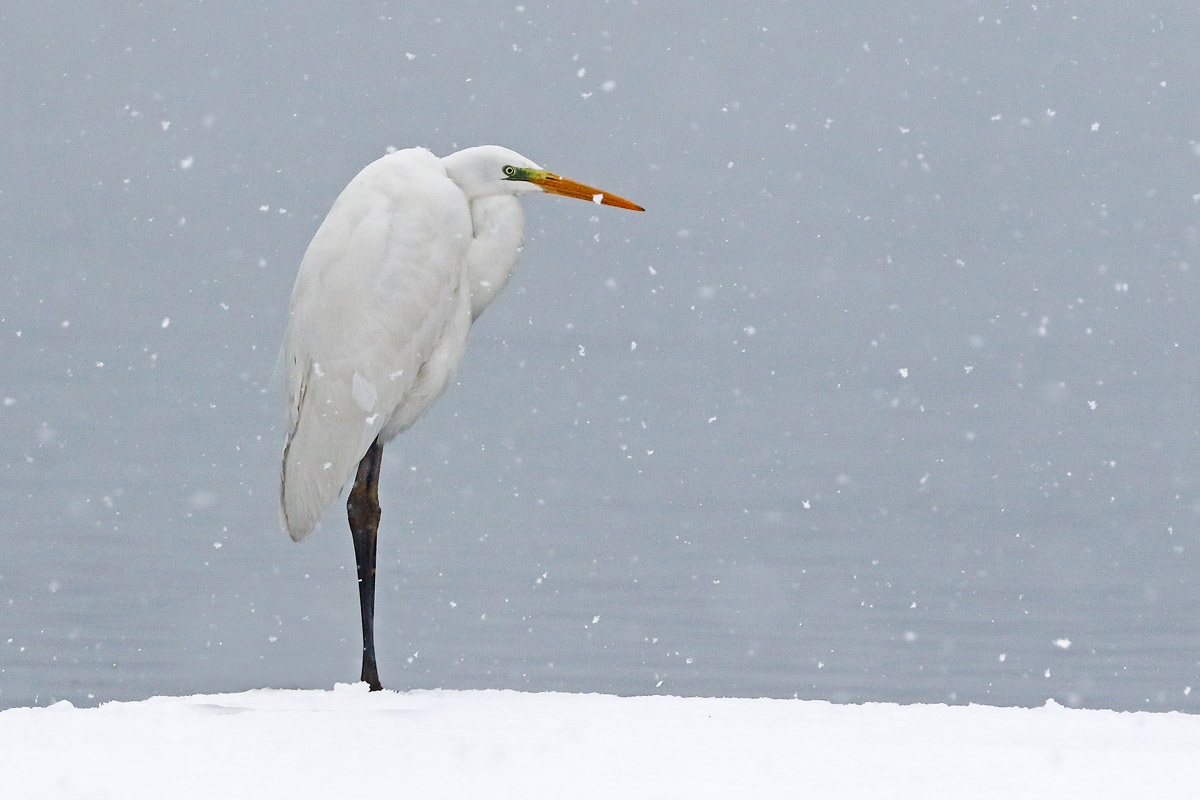 White heron