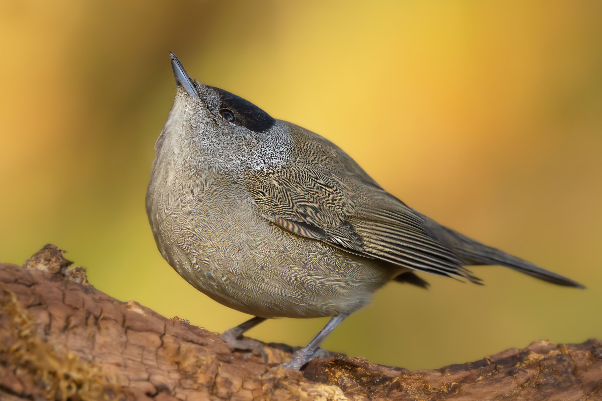 Blackcap