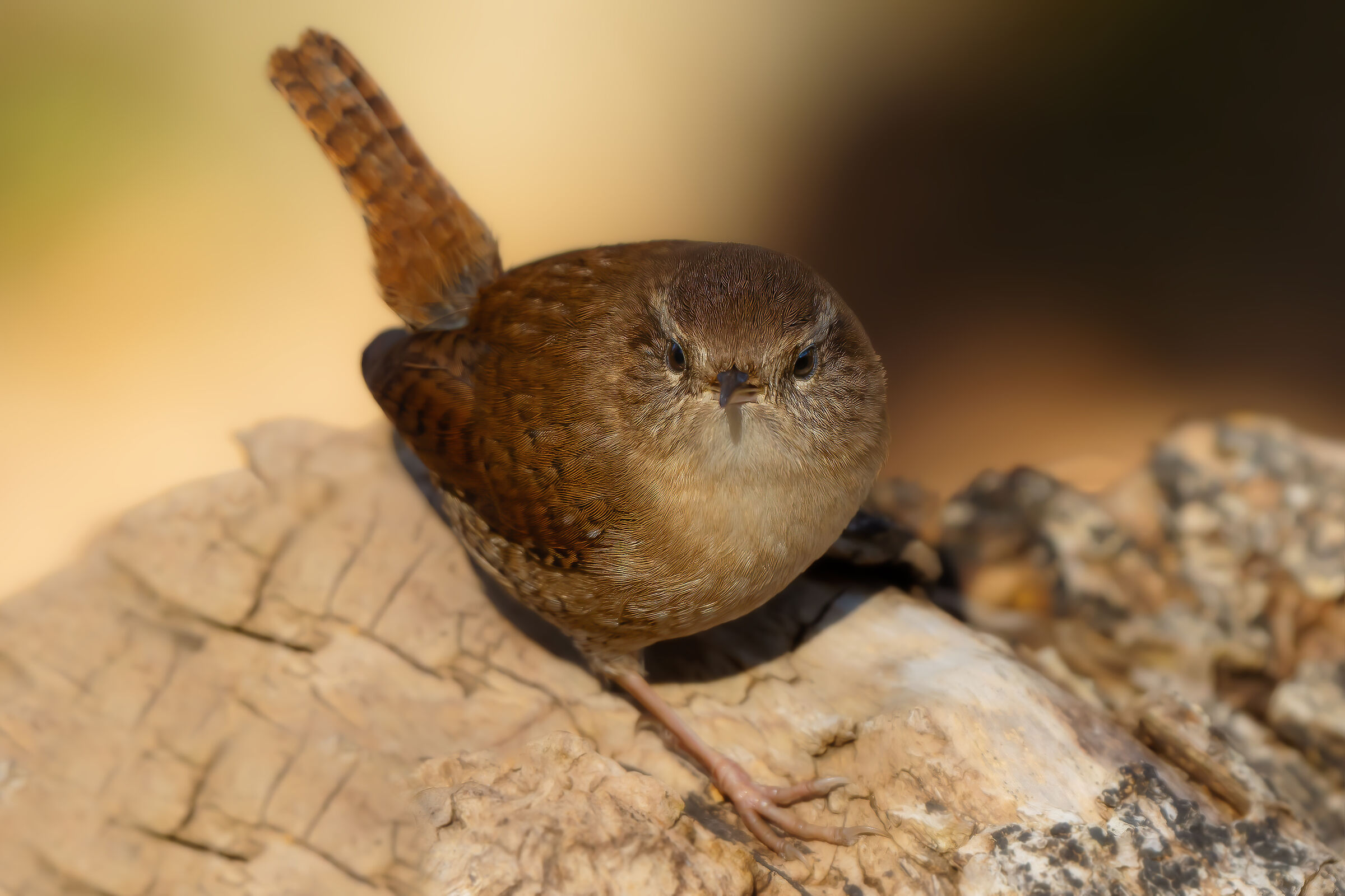 Wren