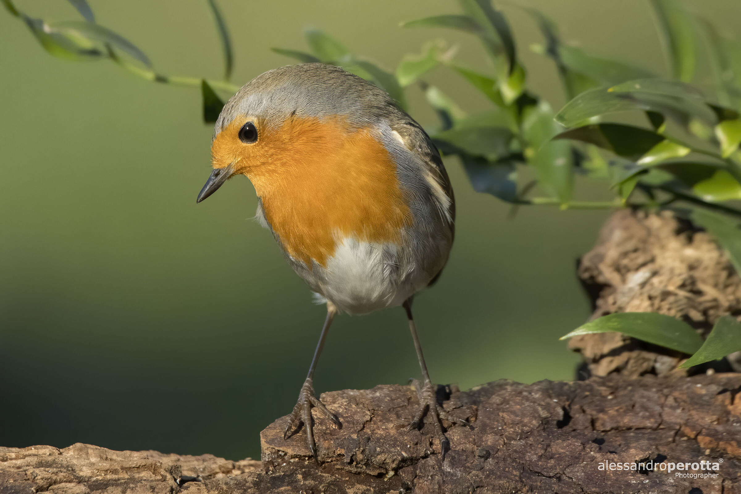 Erithacus rubecula