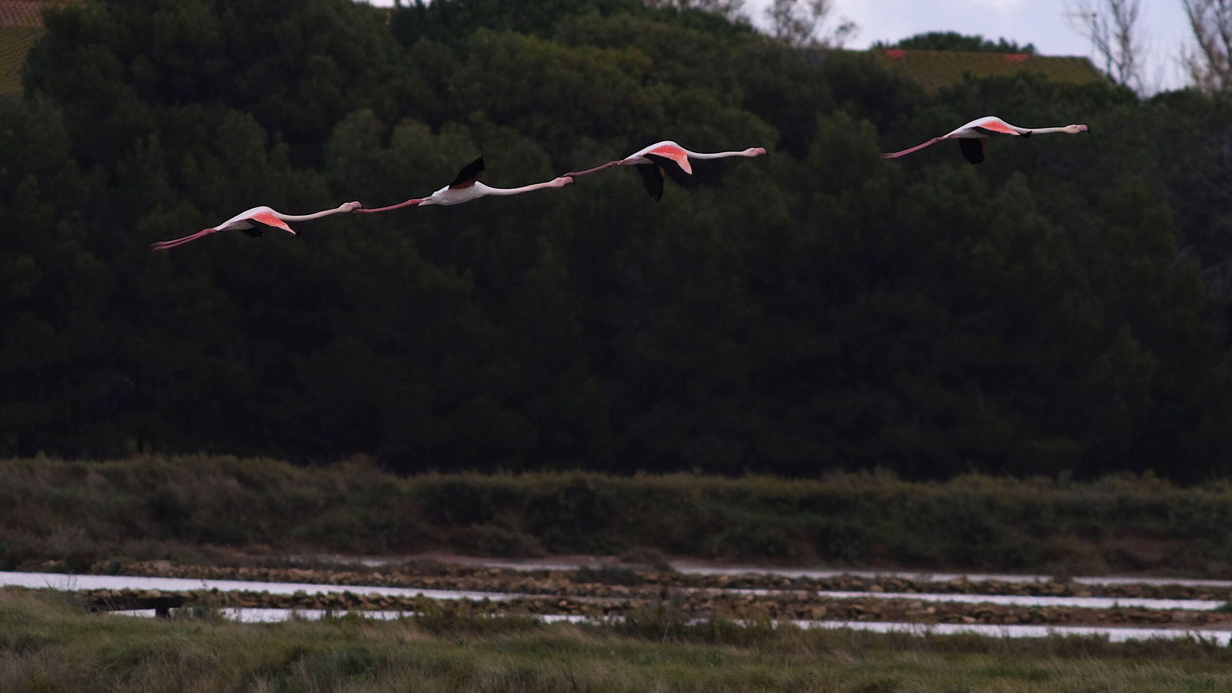Flamingos