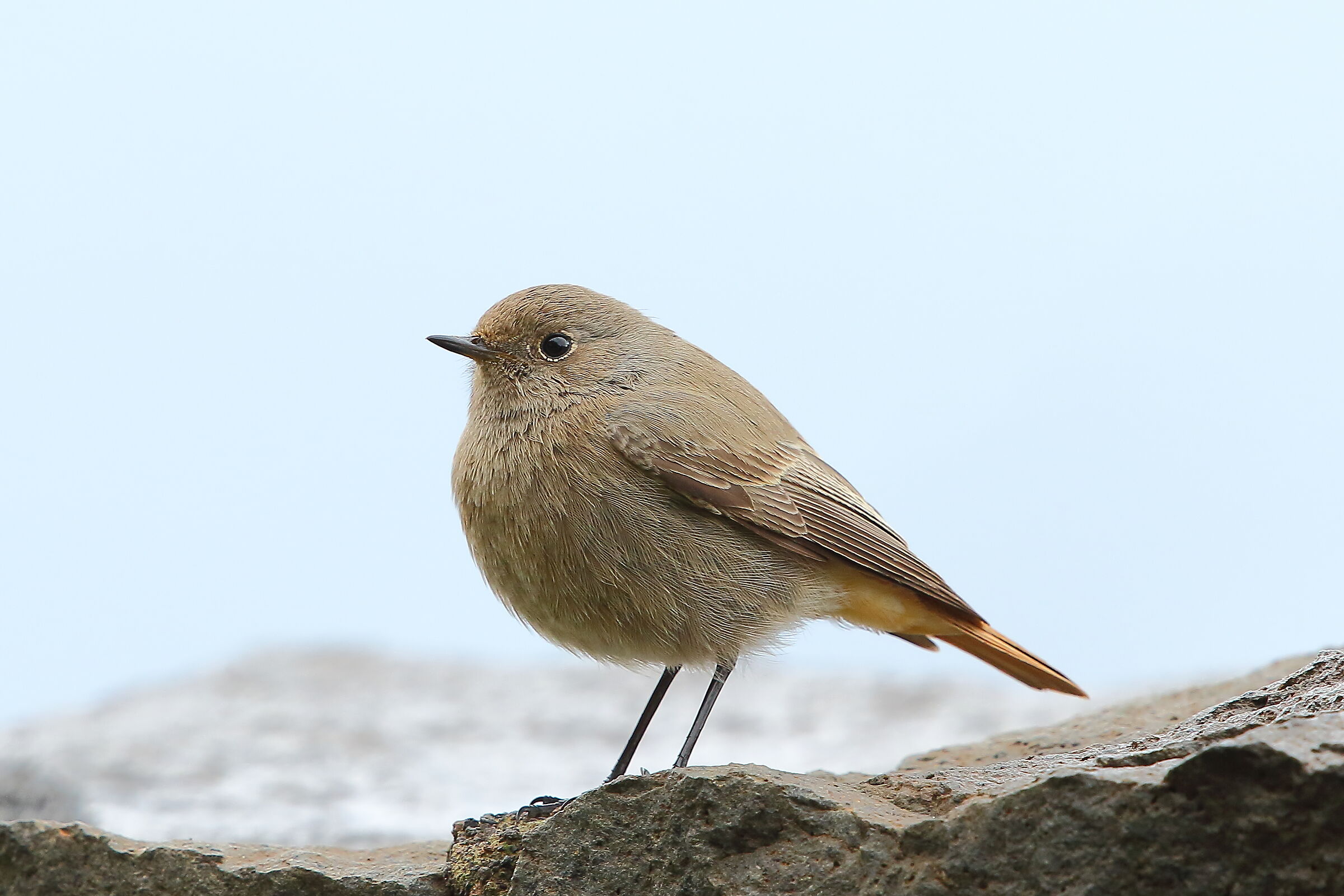 Coirosso fireplace sweep