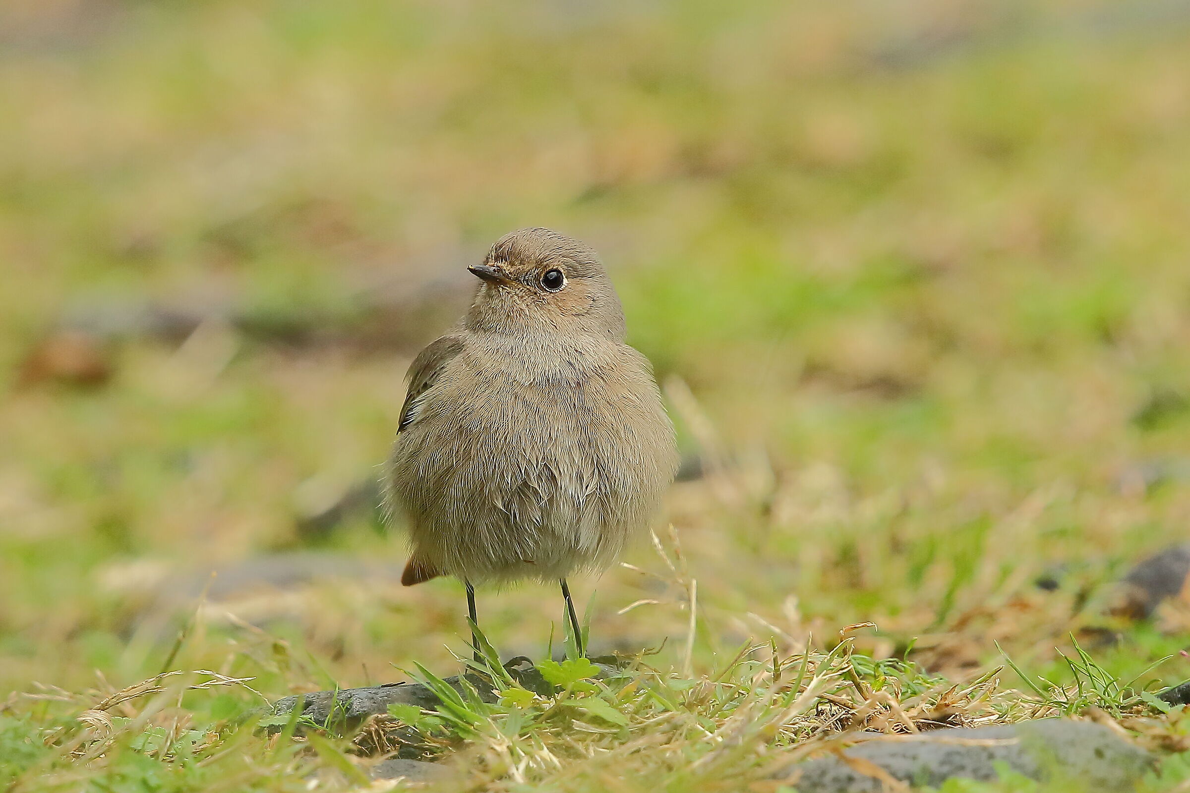 Coirosso fireplace sweep