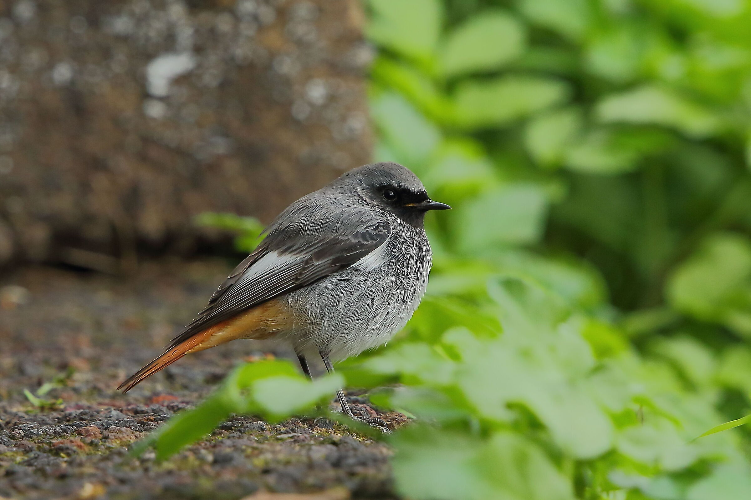 Coirosso fireplace sweep