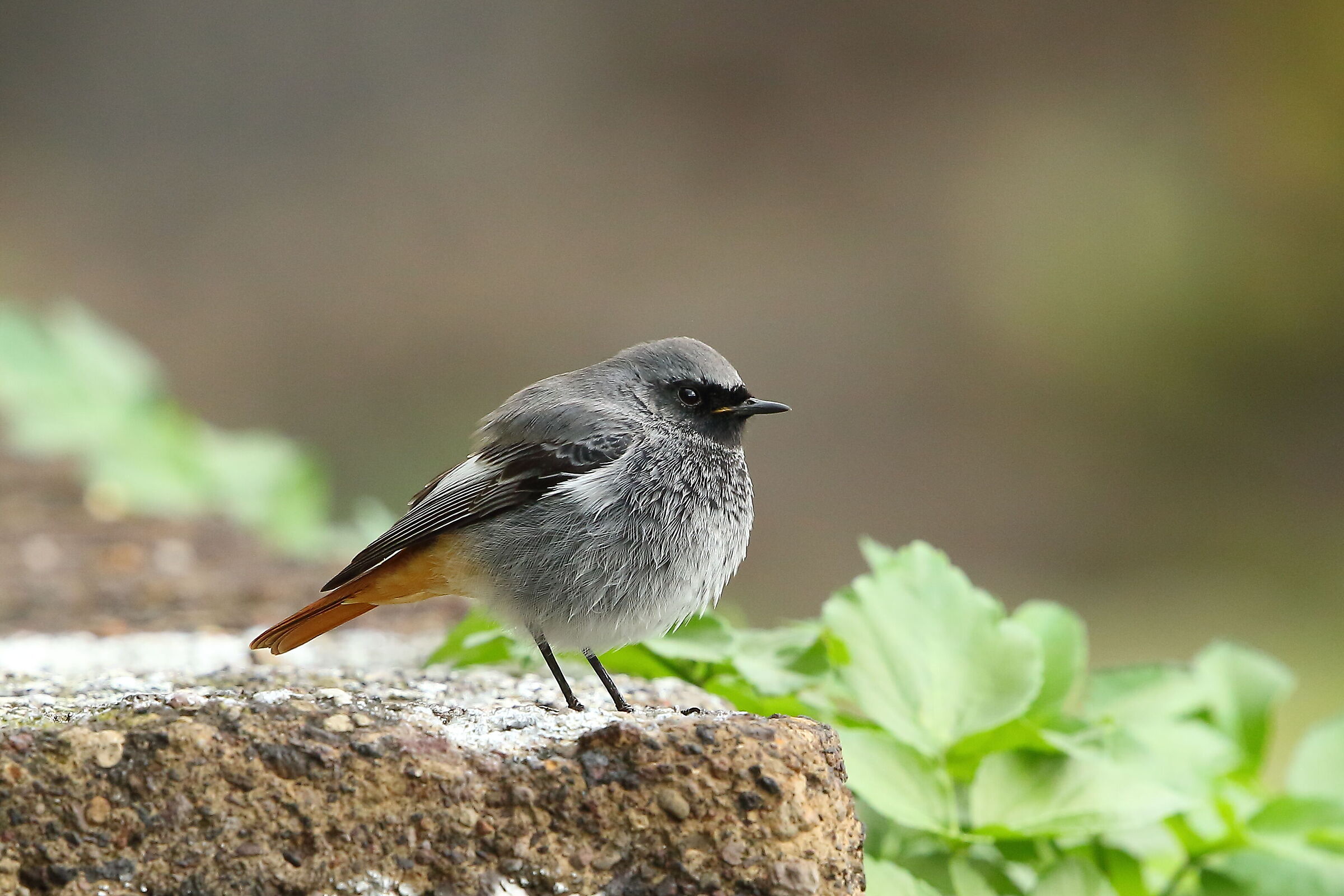 Coirosso fireplace sweep