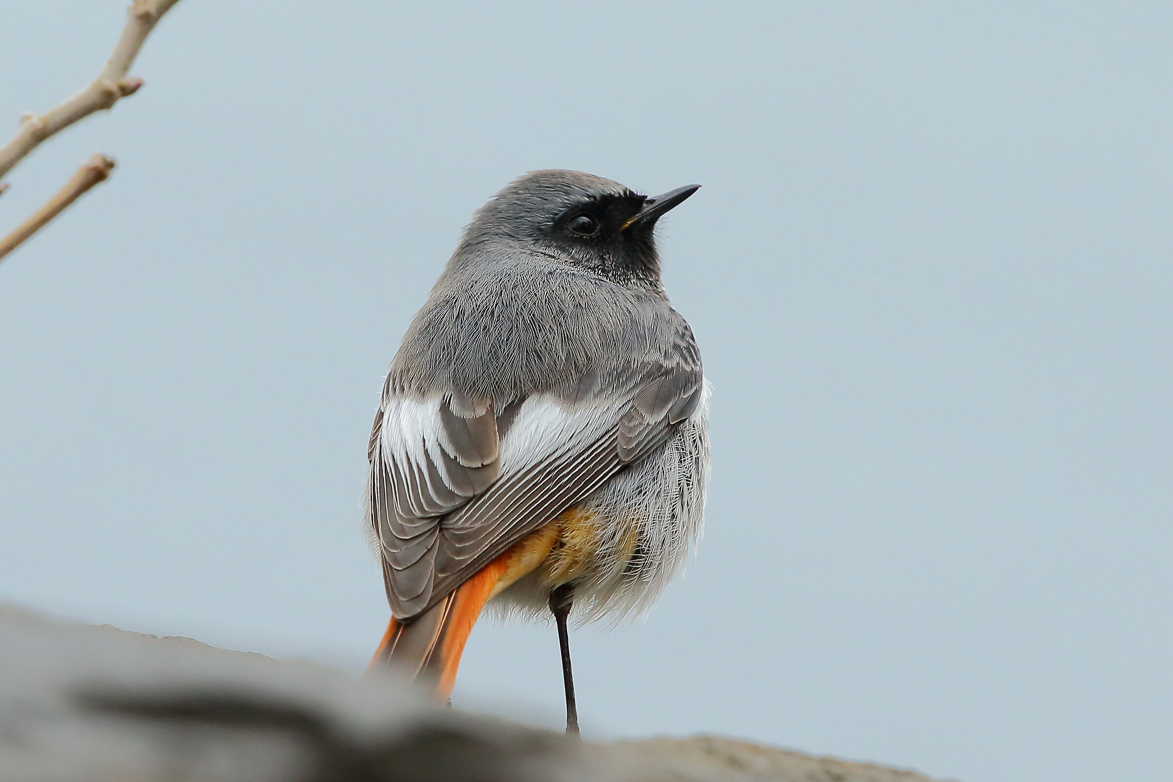 Coirosso fireplace sweep