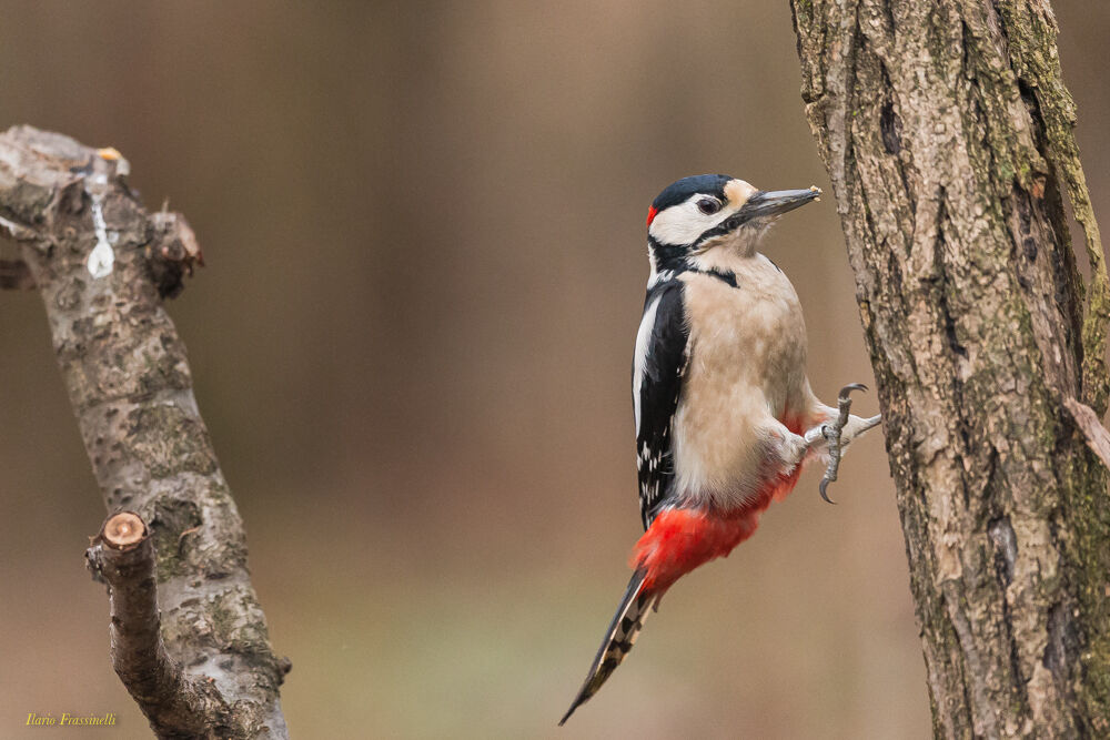 Il salto da un ramo all'altro