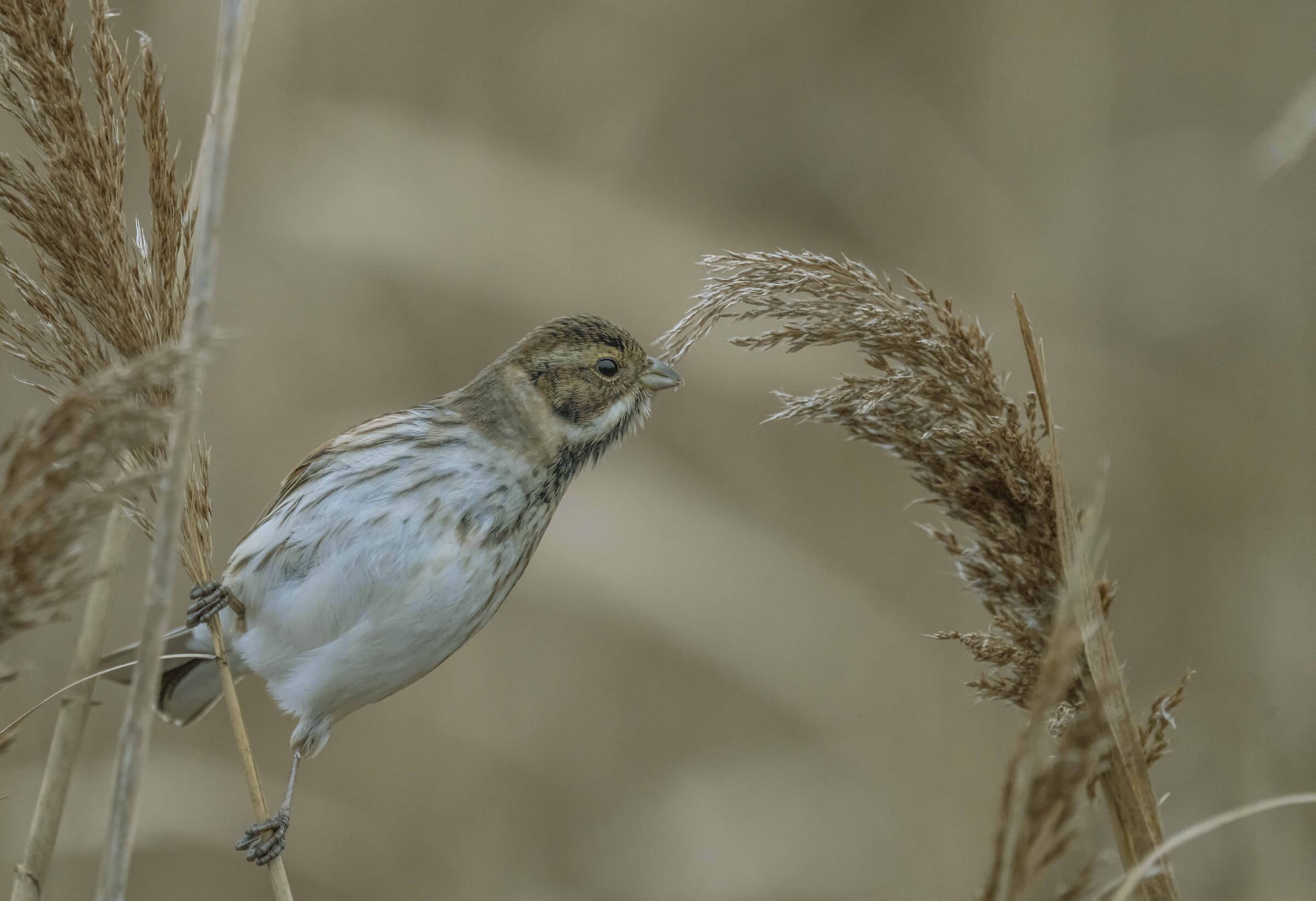 migliarino di palude.