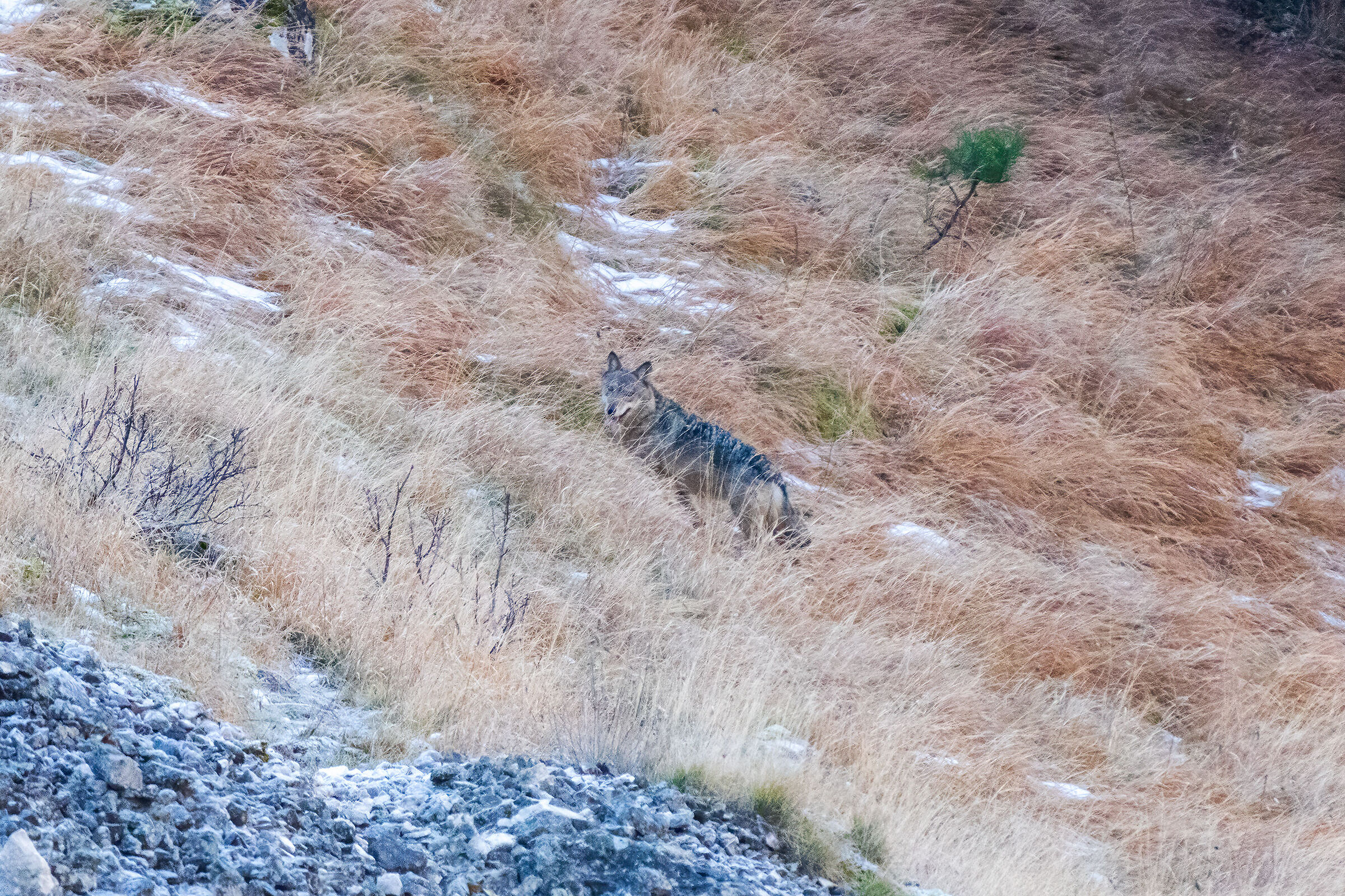 The first wolf never forgets...