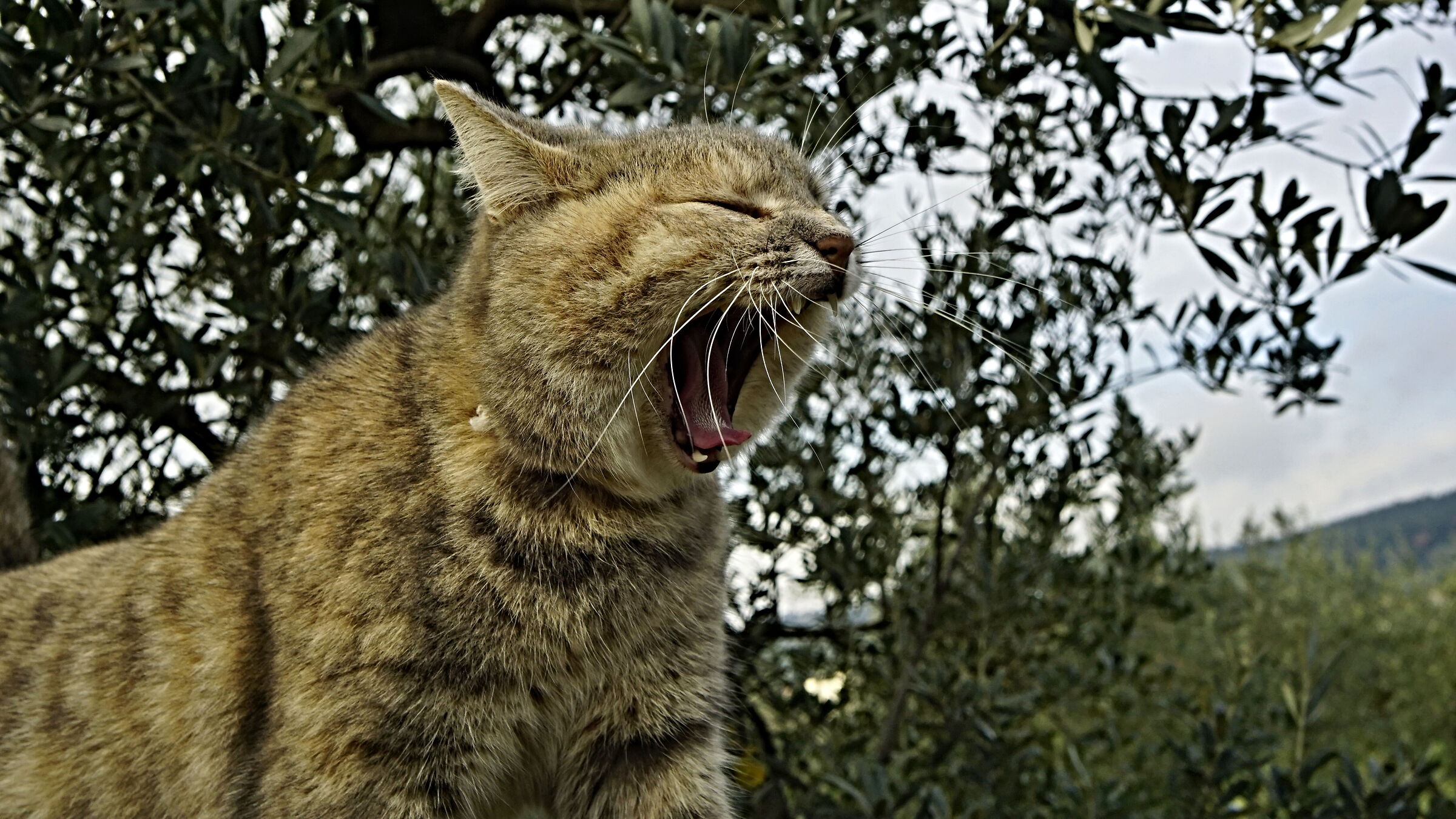. . . Che facciamo ?????