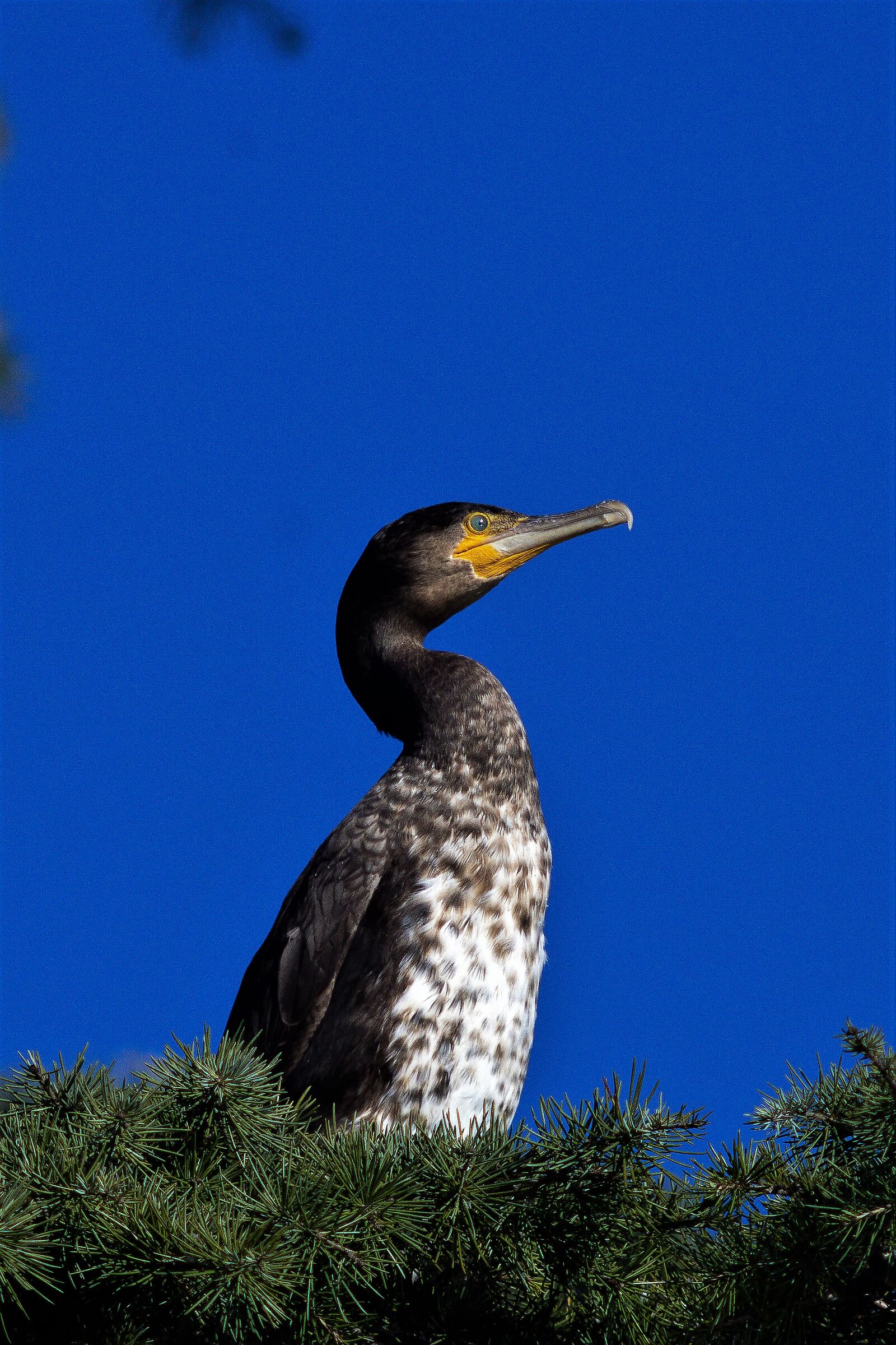 cormorants to the Eur