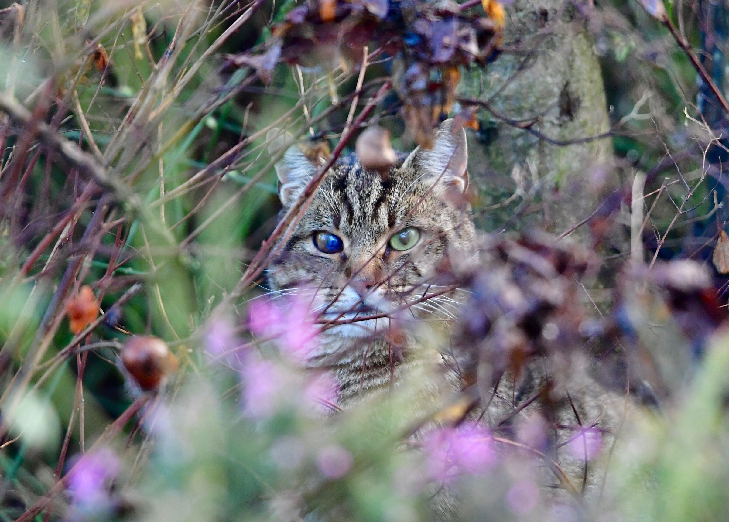 Wildcat