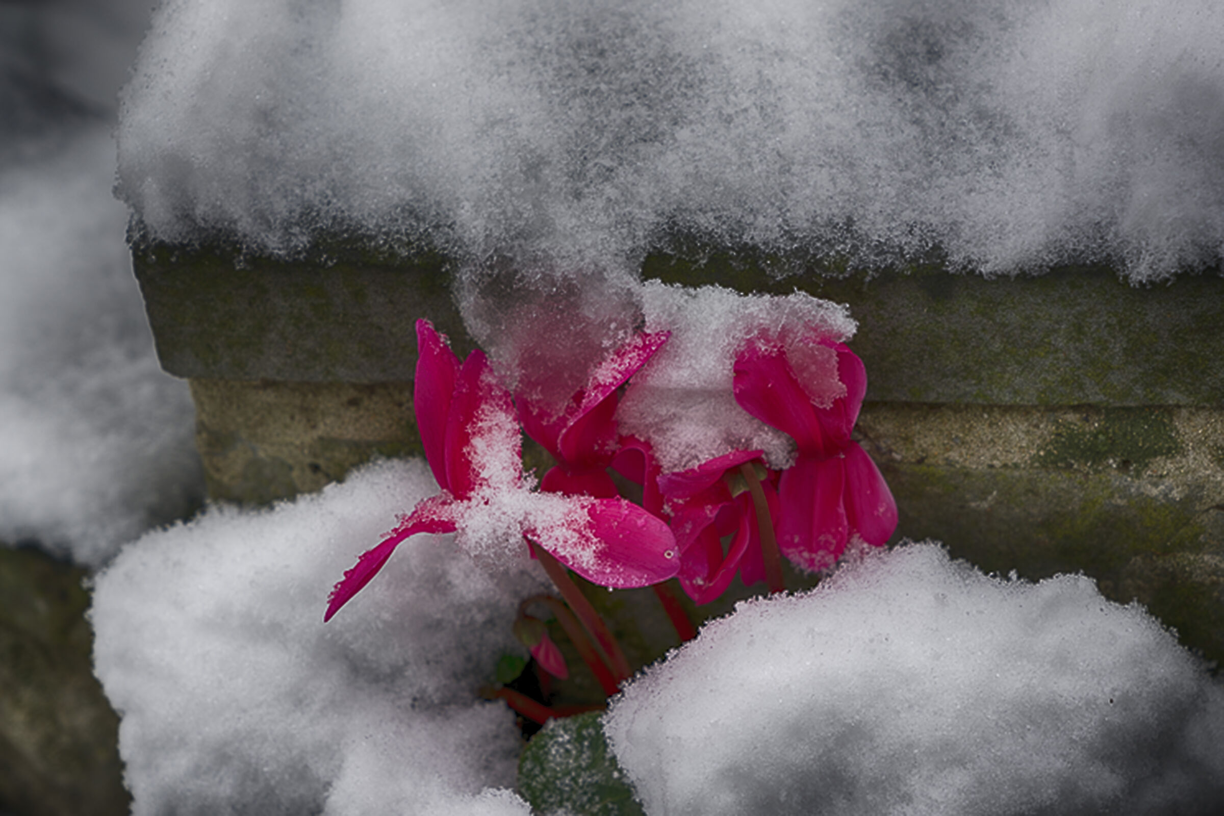 flower in the snow