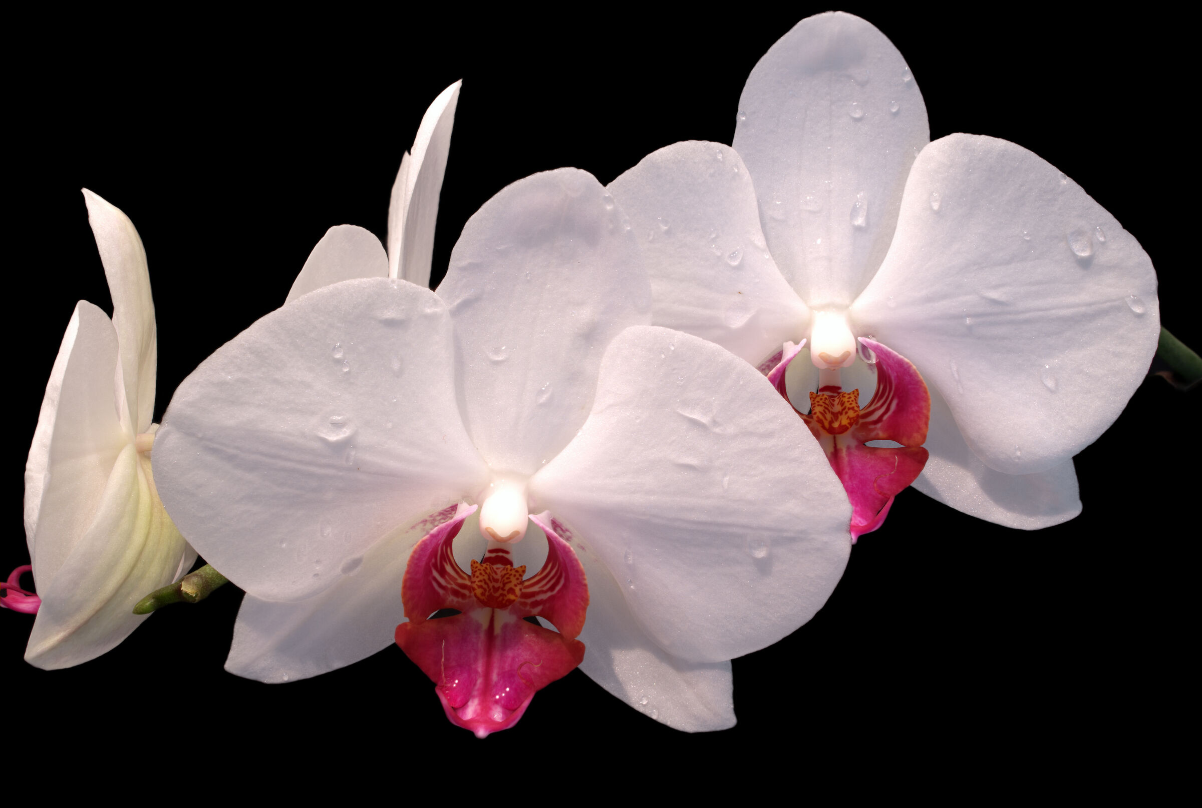 Orchid