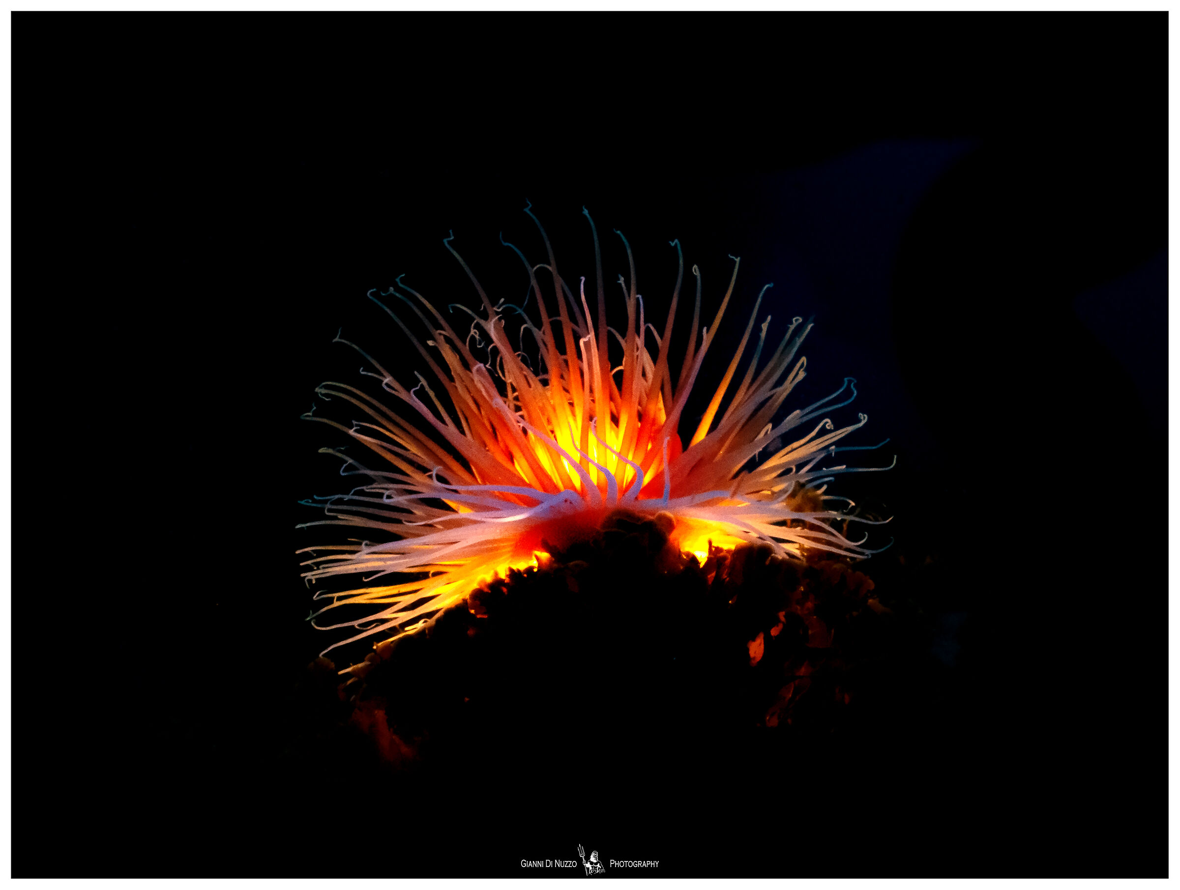 Lampada natalizia made in Sud